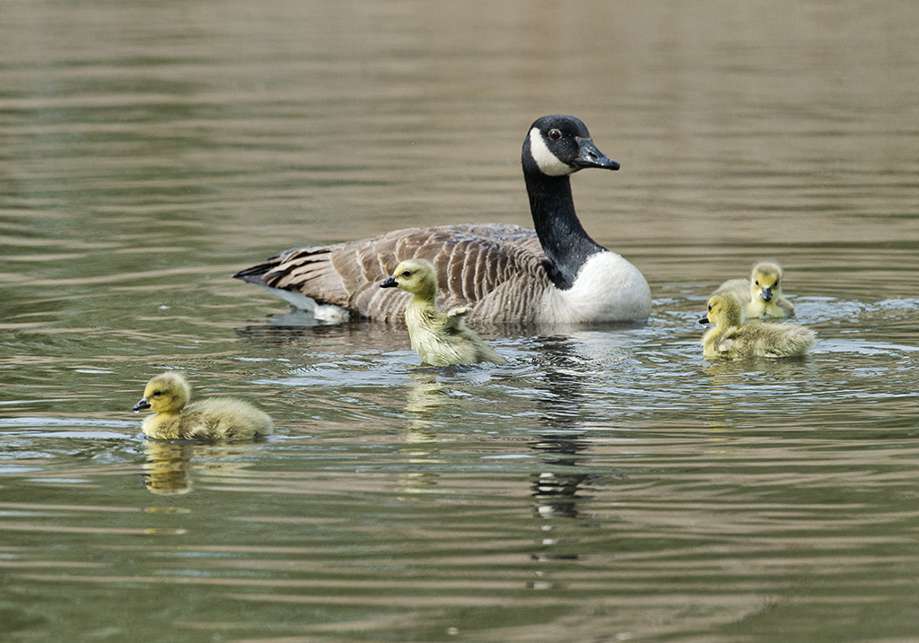 Nikon AF-S Nikkor 600mm F4D ED-IF II sample photo. Family fun photography