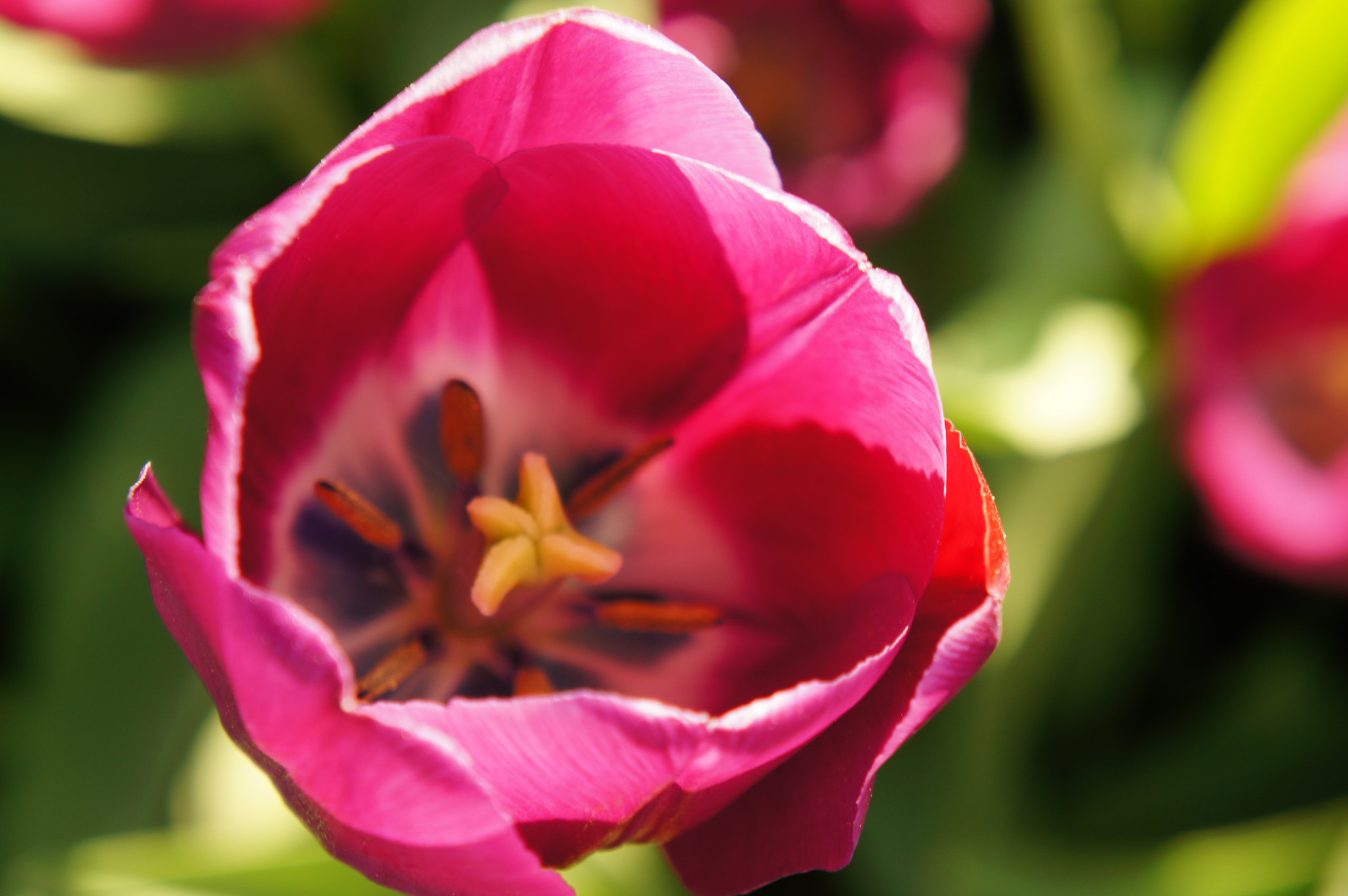 Sony Alpha NEX-C3 sample photo. Tulip photography