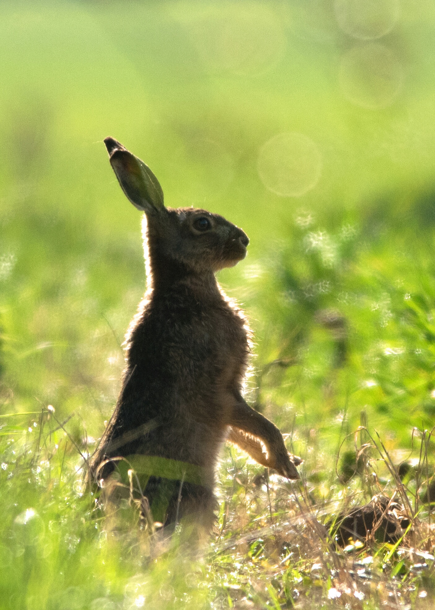 Nikon D5300 + Nikon AF-S Nikkor 300mm F4D ED-IF sample photo. Hare portrait photography