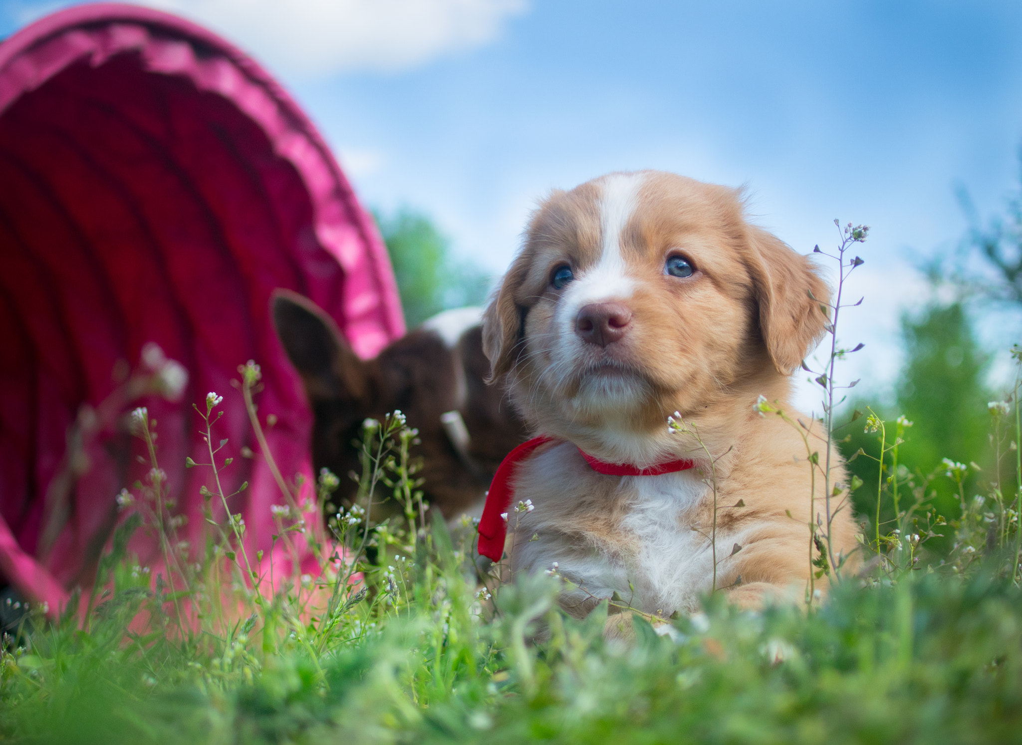 Nikon 1 Nikkor 18.5mm F1.8 sample photo. Red boy photography