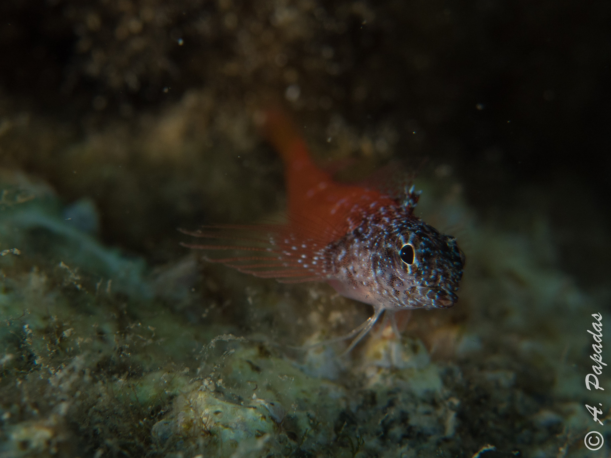 Olympus M.Zuiko Digital 14-42mm F3.5-5.6 II R sample photo. Tripterygion melanurus photography