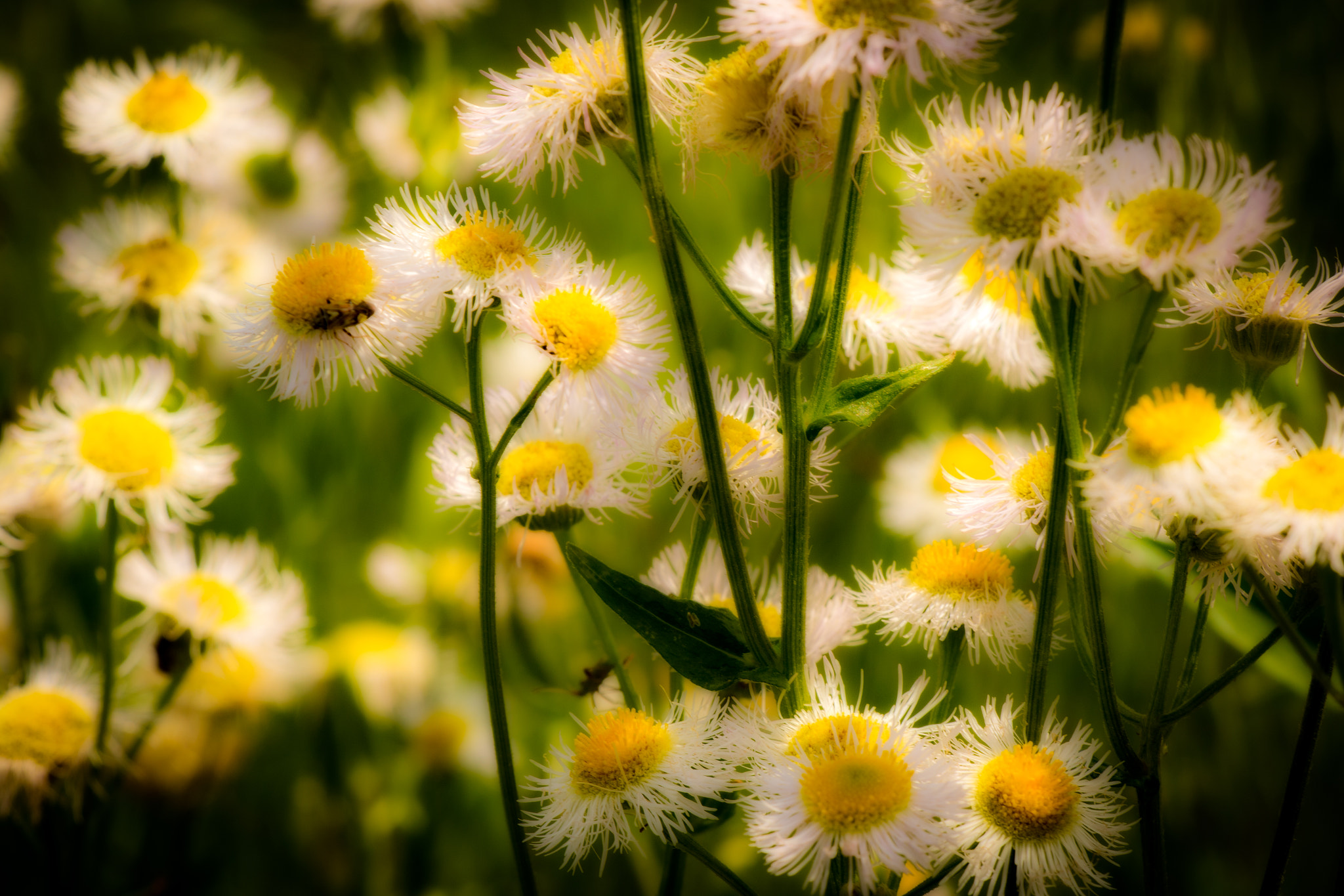 Canon EF-S 18-135mm F3.5-5.6 IS STM sample photo. Daisy if ya do... photography