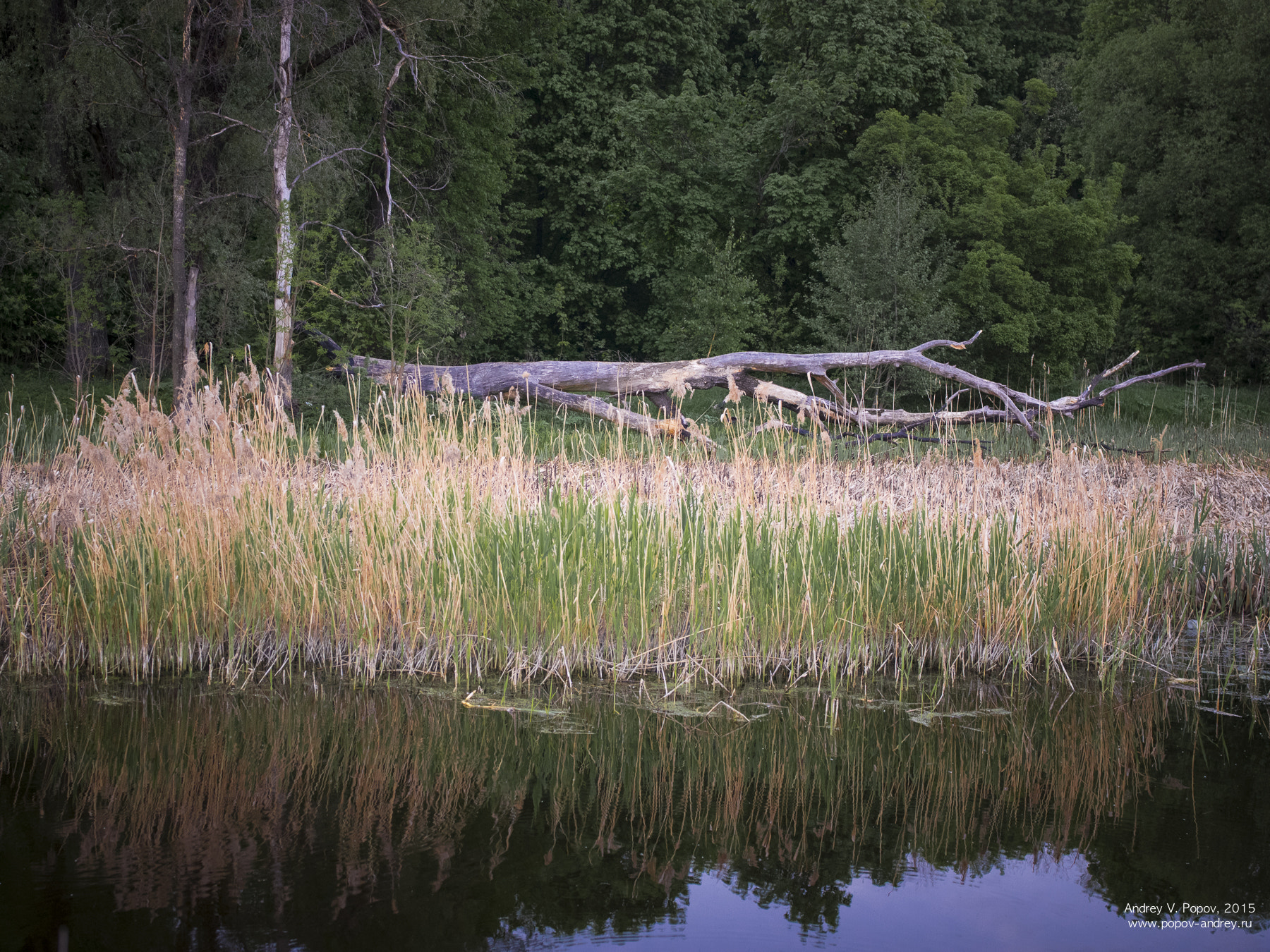 Pentax smc FA 31mm F1.8 AL Limited sample photo. Sedge and log photography