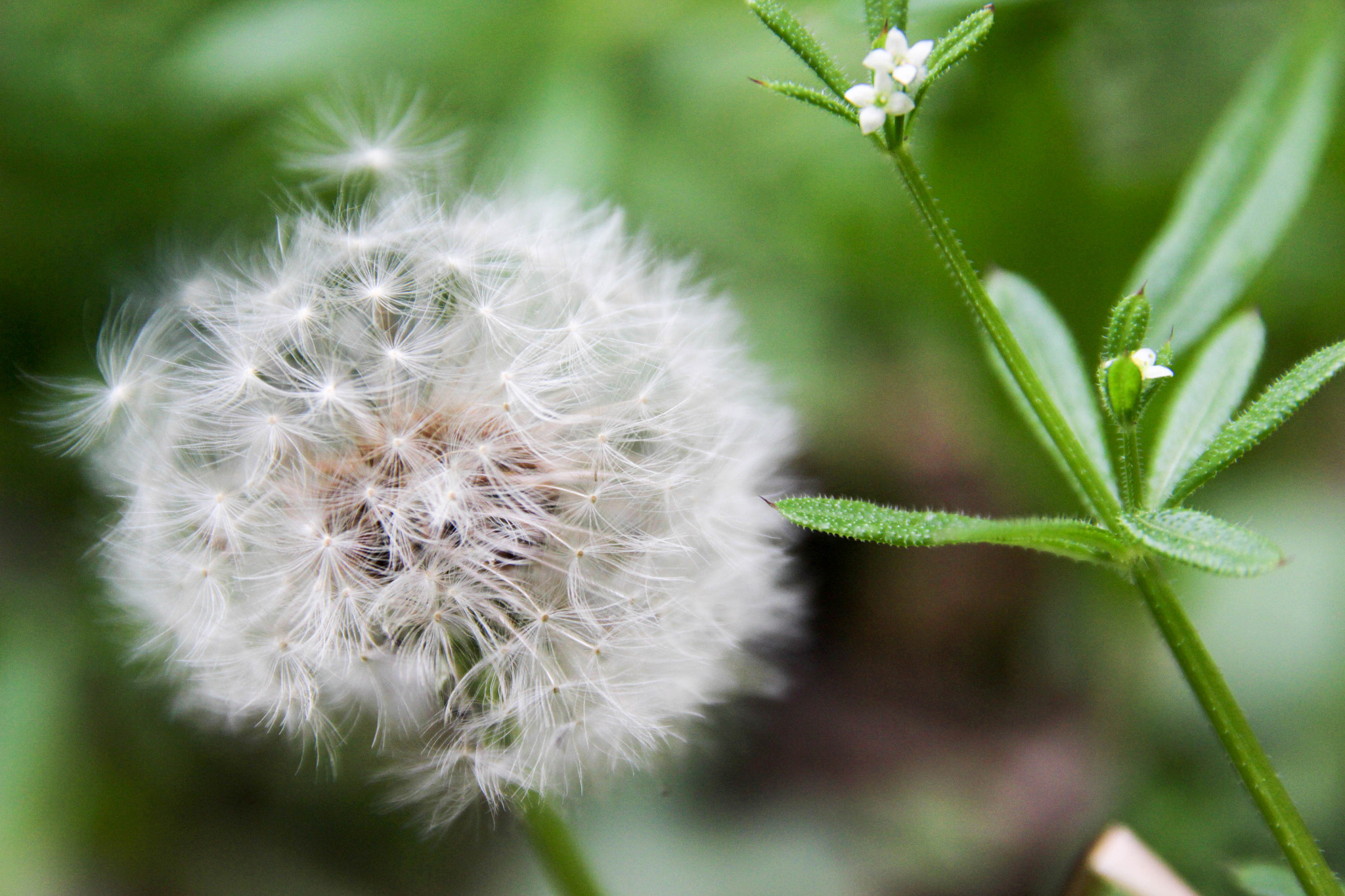 Sigma 17-70mm F2.8-4 DC Macro OS HSM sample photo. Move photography