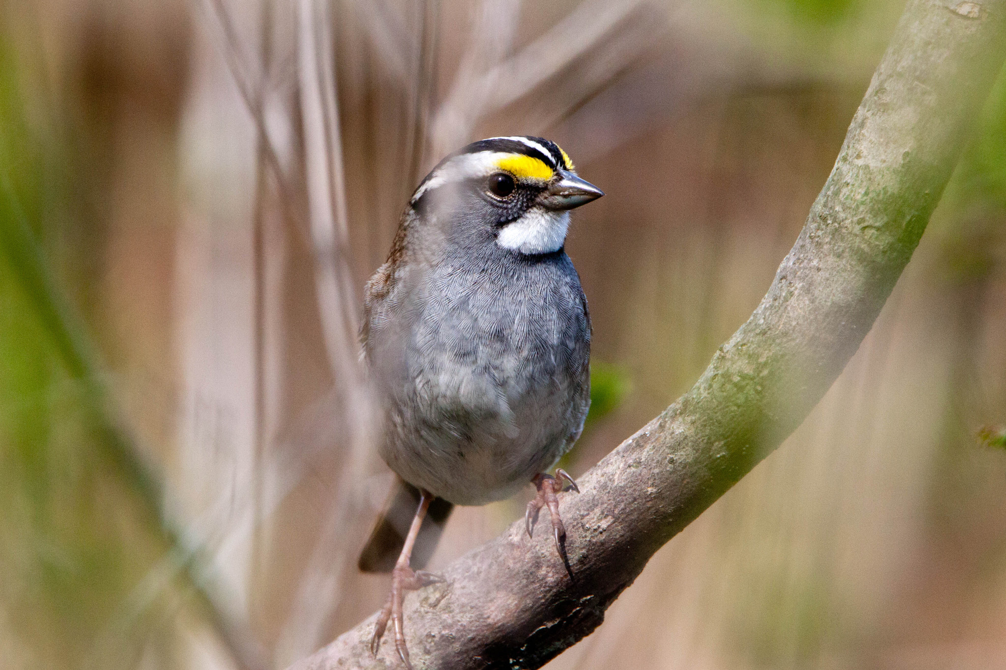 Tamron SP 150-600mm F5-6.3 Di VC USD sample photo. White-throated sparrow photography