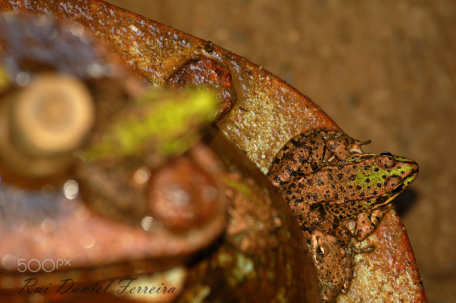 Nikon D50 sample photo. Pelophylax perezi photography