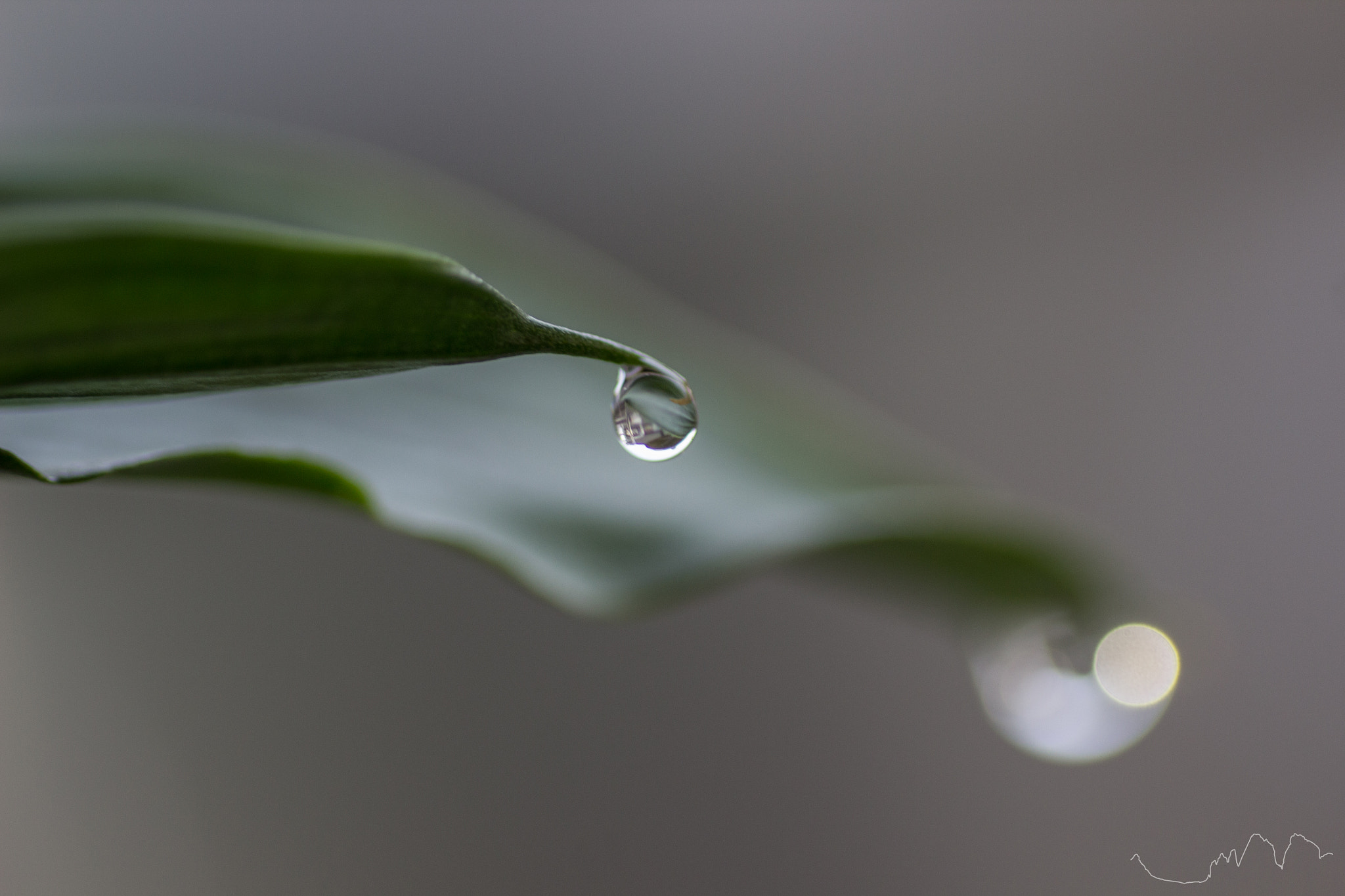 Tamron SP AF 90mm F2.8 Di Macro sample photo. Hangin´ on photography
