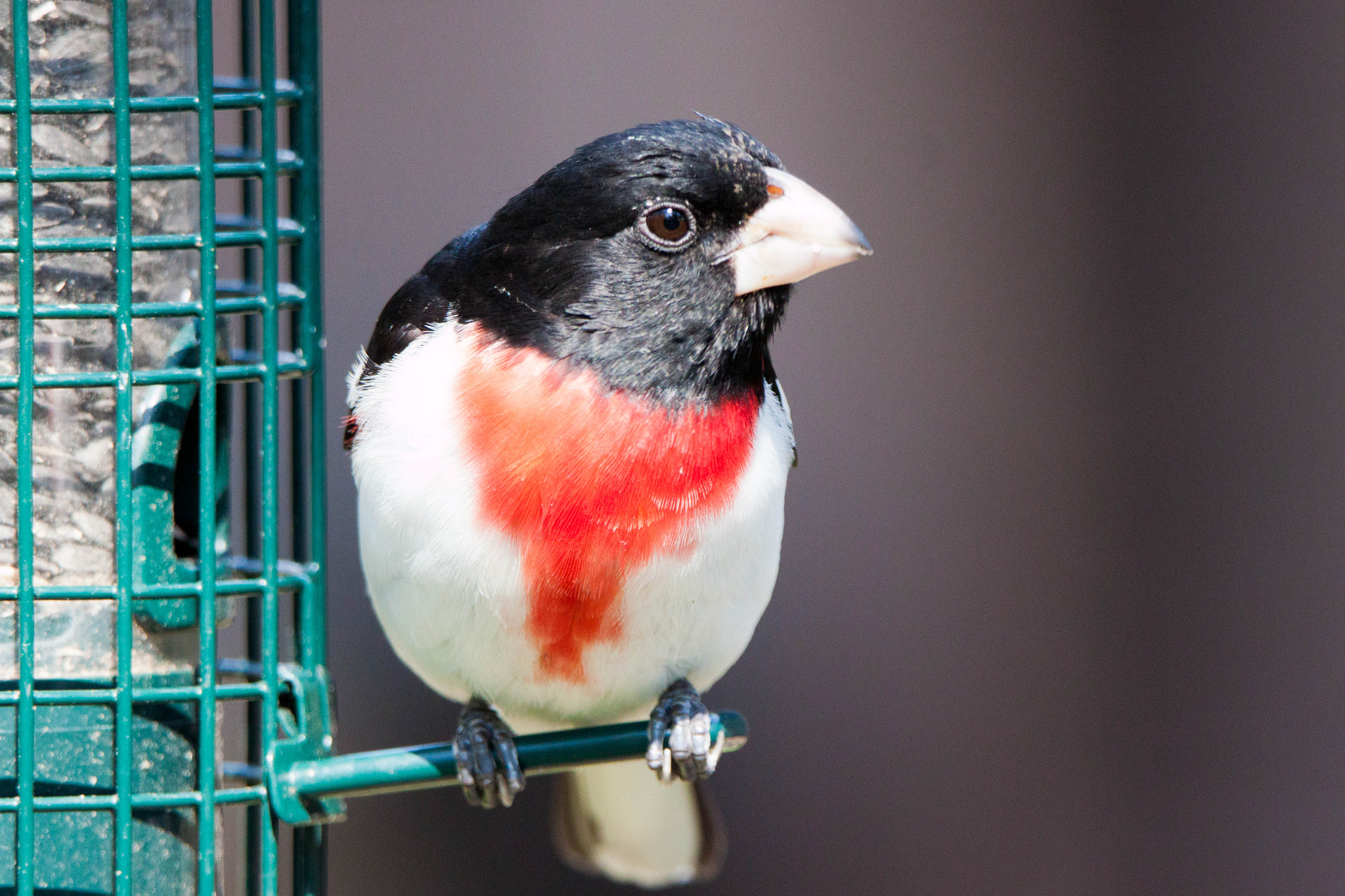 Tamron SP 150-600mm F5-6.3 Di VC USD sample photo. Rose-breasted grosbeak photography