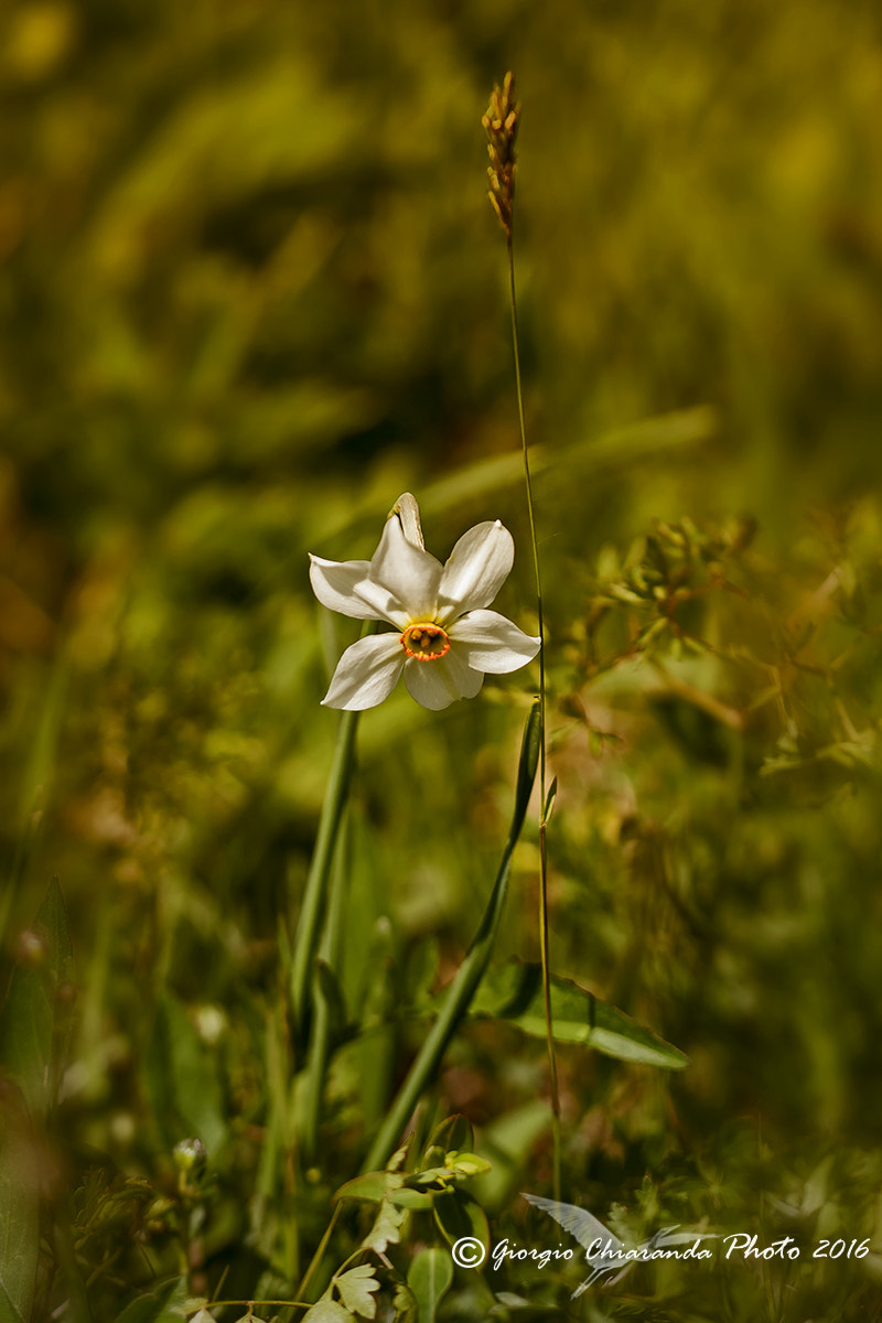 Sigma APO Macro 150mm f/2.8 EX DG HSM sample photo. Narcissus photography