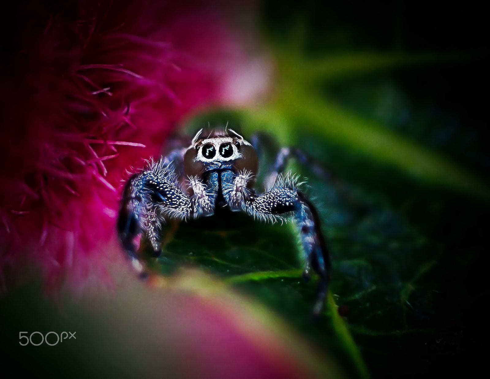 Canon EOS 500D (EOS Rebel T1i / EOS Kiss X3) + Canon EF 50mm F2.5 Macro sample photo. Canarian spider photography