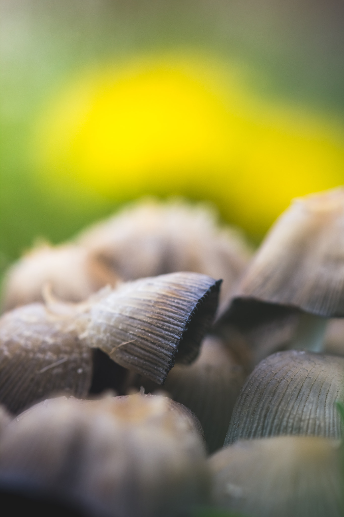 Canon EF 100mm F2.8 Macro USM sample photo. Shrooms photography