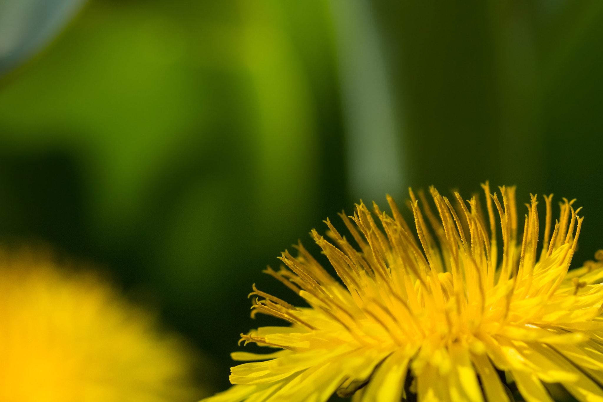 Canon EF 100mm F2.8 Macro USM sample photo. Dandie close up photography