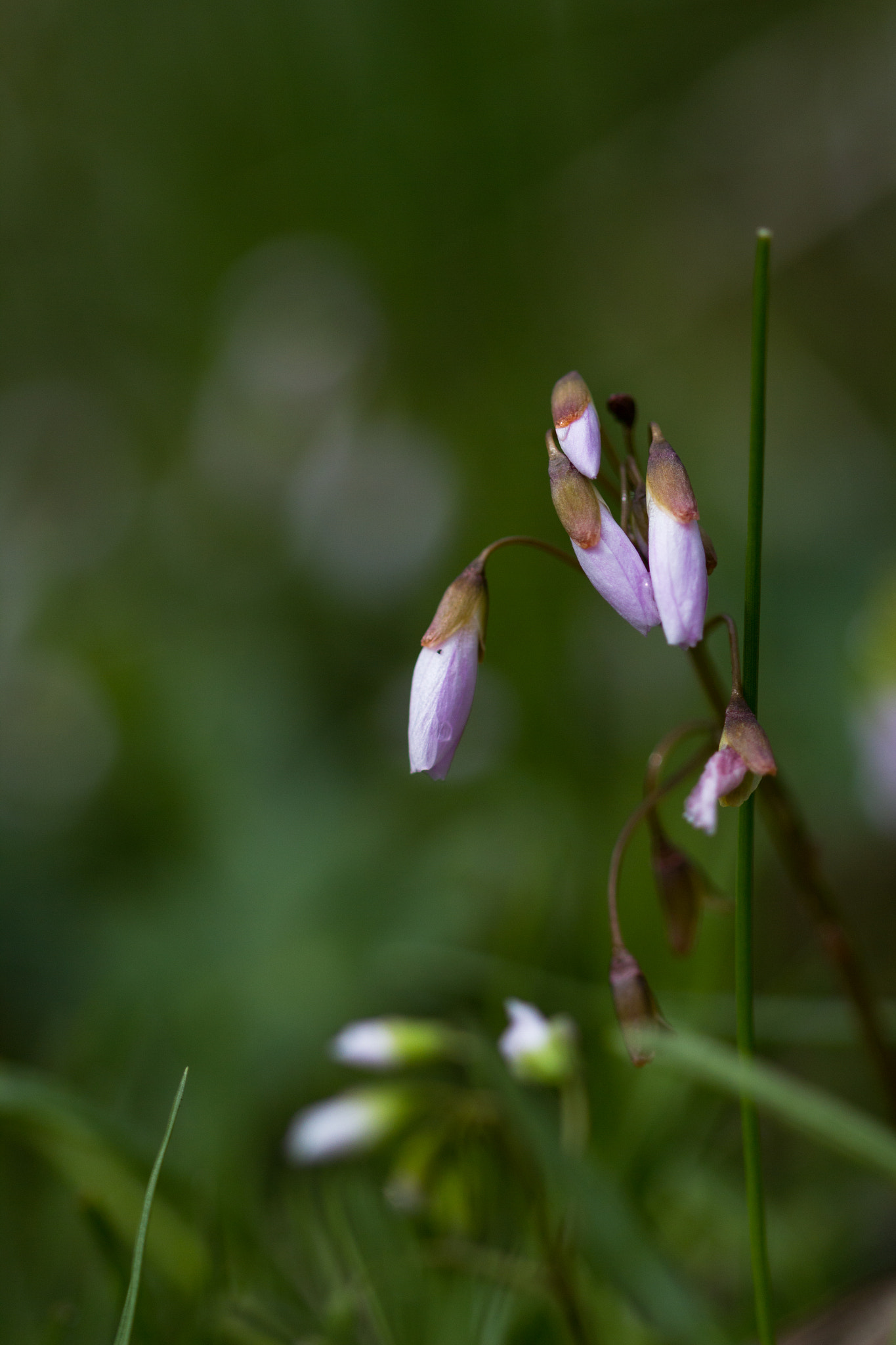 Canon EF 100mm F2.8 Macro USM sample photo. Lil pretty purple photography