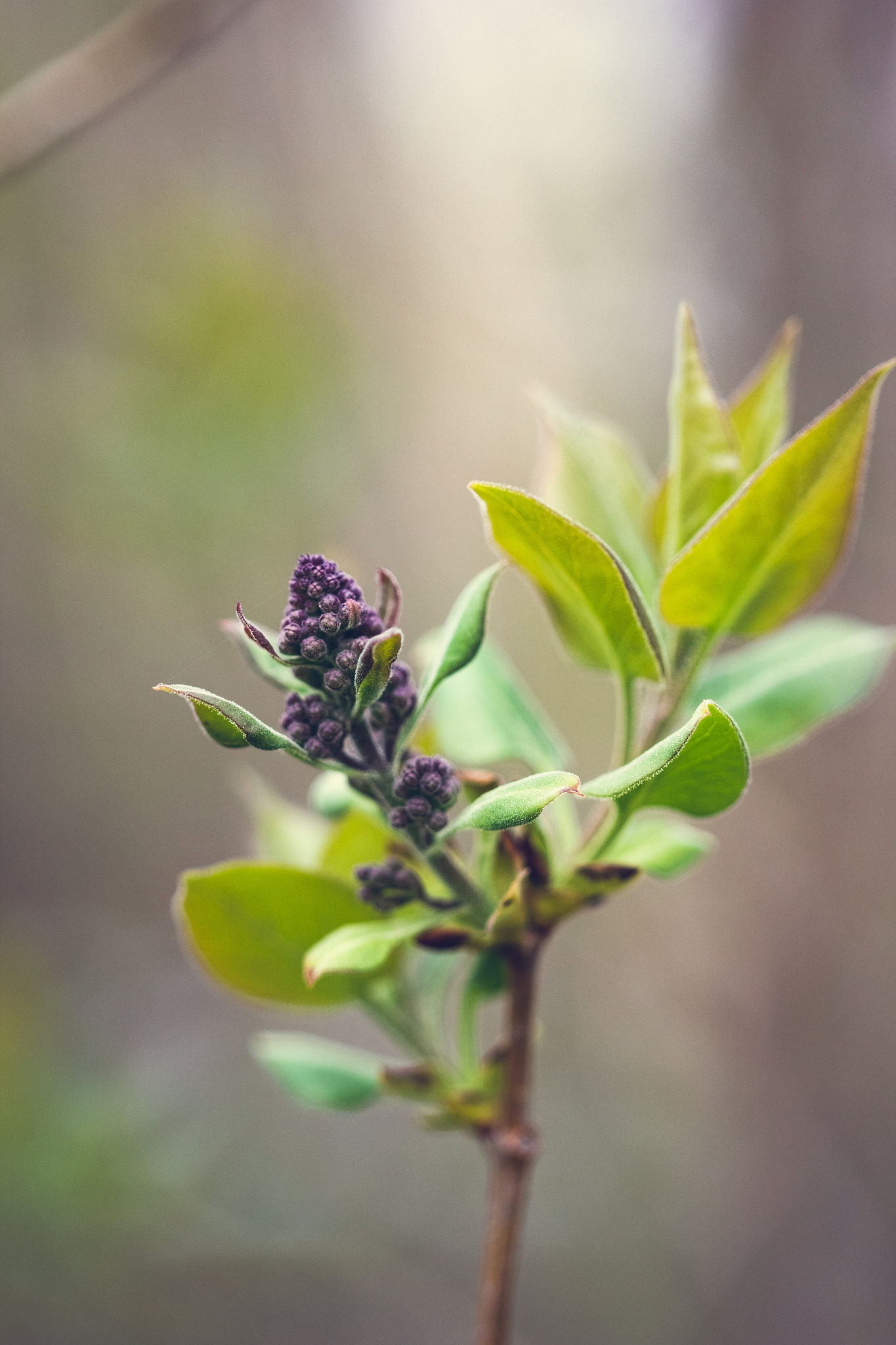 Canon EF 100mm F2.8 Macro USM sample photo. Lilac bush almost photography