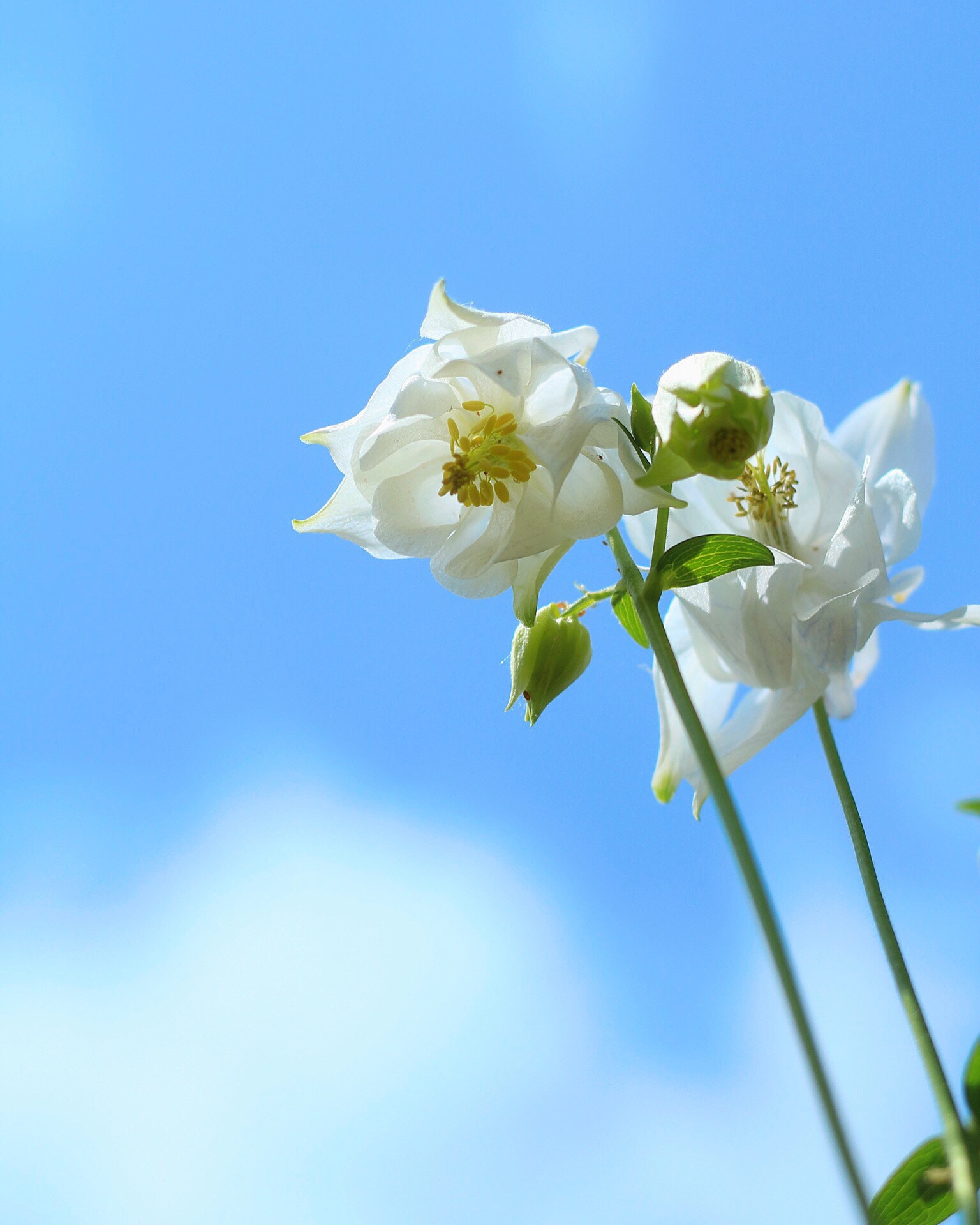 Canon EOS M + Canon EF 50mm F1.8 STM sample photo