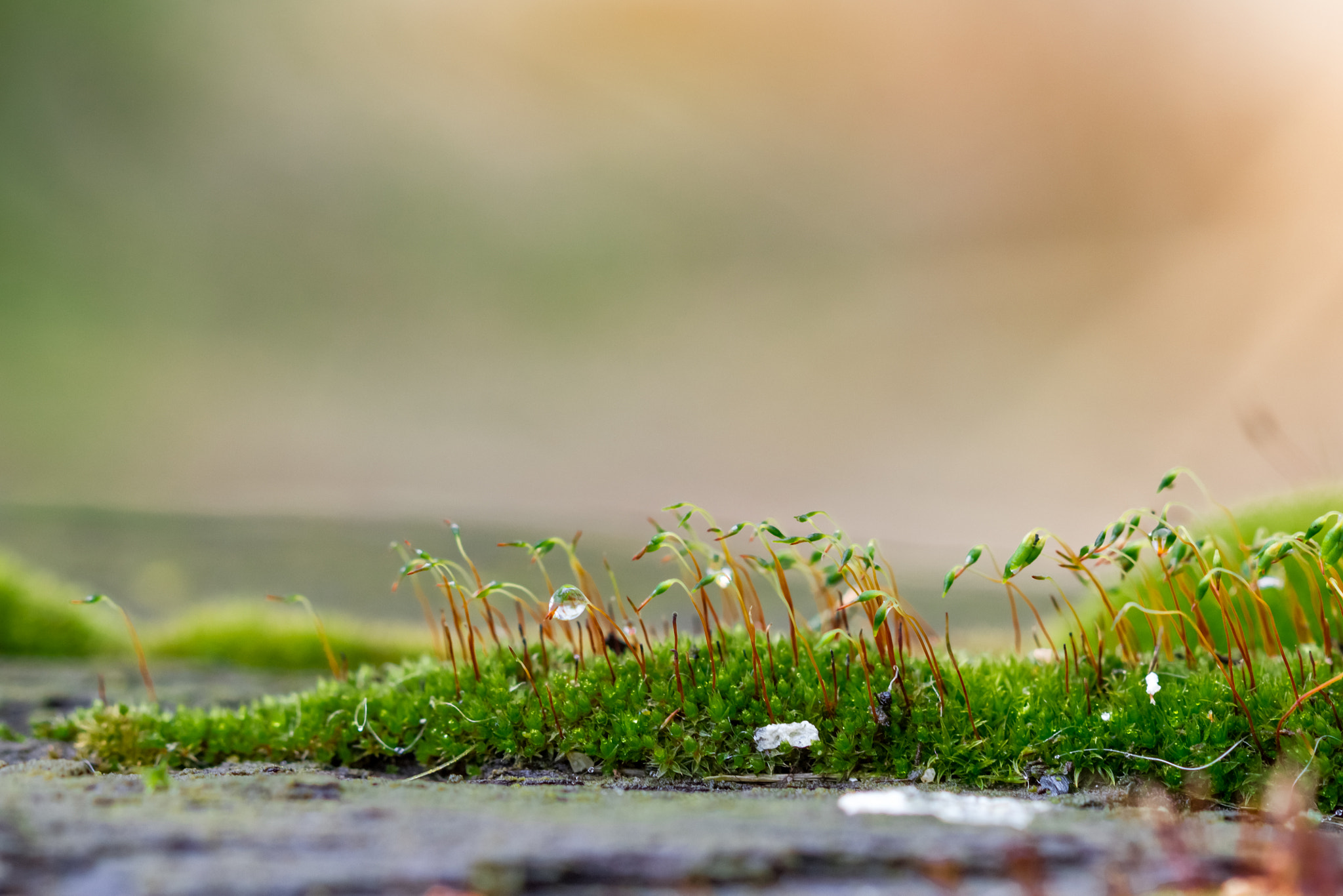 Canon EF 100mm F2.8 Macro USM sample photo. More moss photography