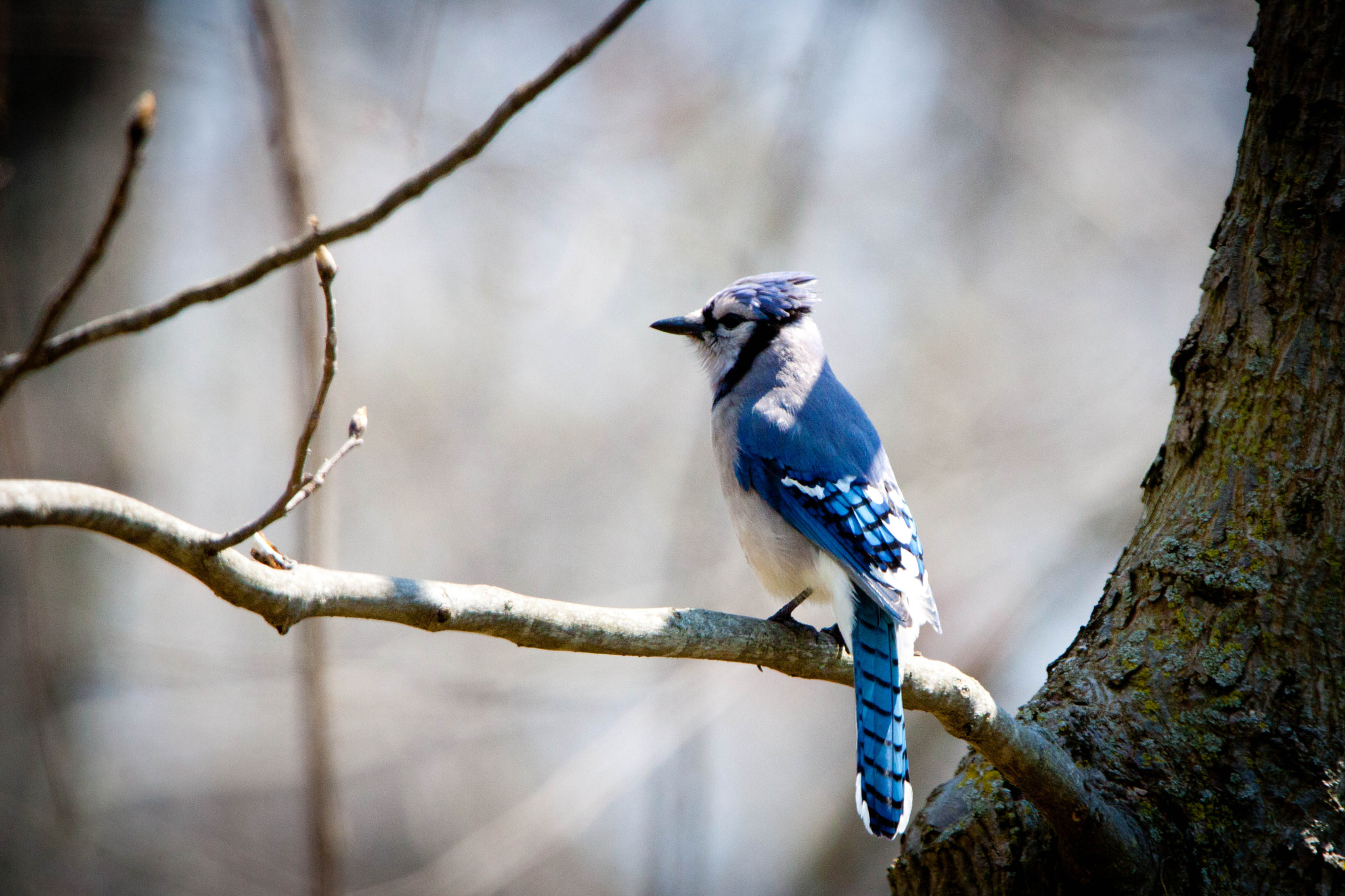 Tamron SP 150-600mm F5-6.3 Di VC USD sample photo. Blue jay photography