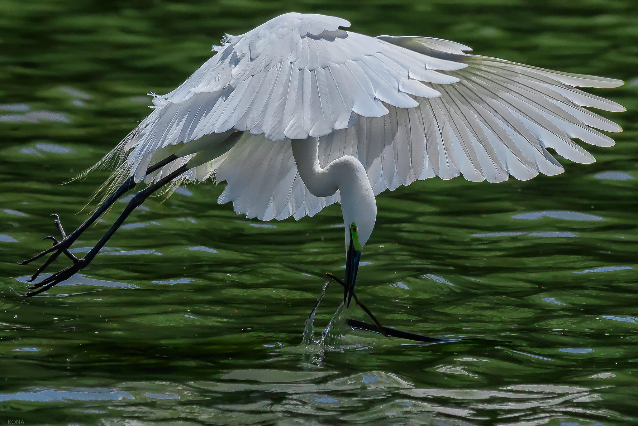 Nikon AF-S Nikkor 400mm F2.8G ED VR II sample photo. Sagi photography