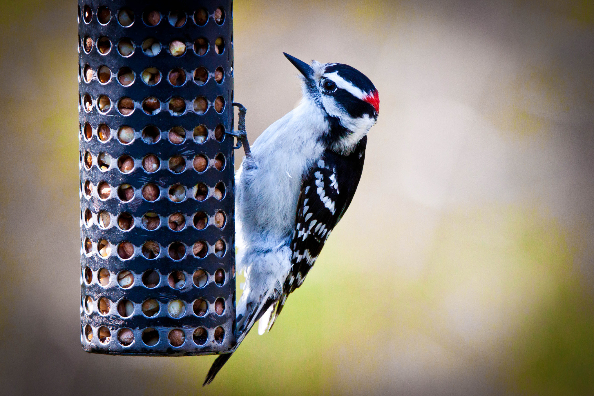 Canon EOS 500D (EOS Rebel T1i / EOS Kiss X3) + Tamron SP 150-600mm F5-6.3 Di VC USD sample photo. Downy woodpecker photography