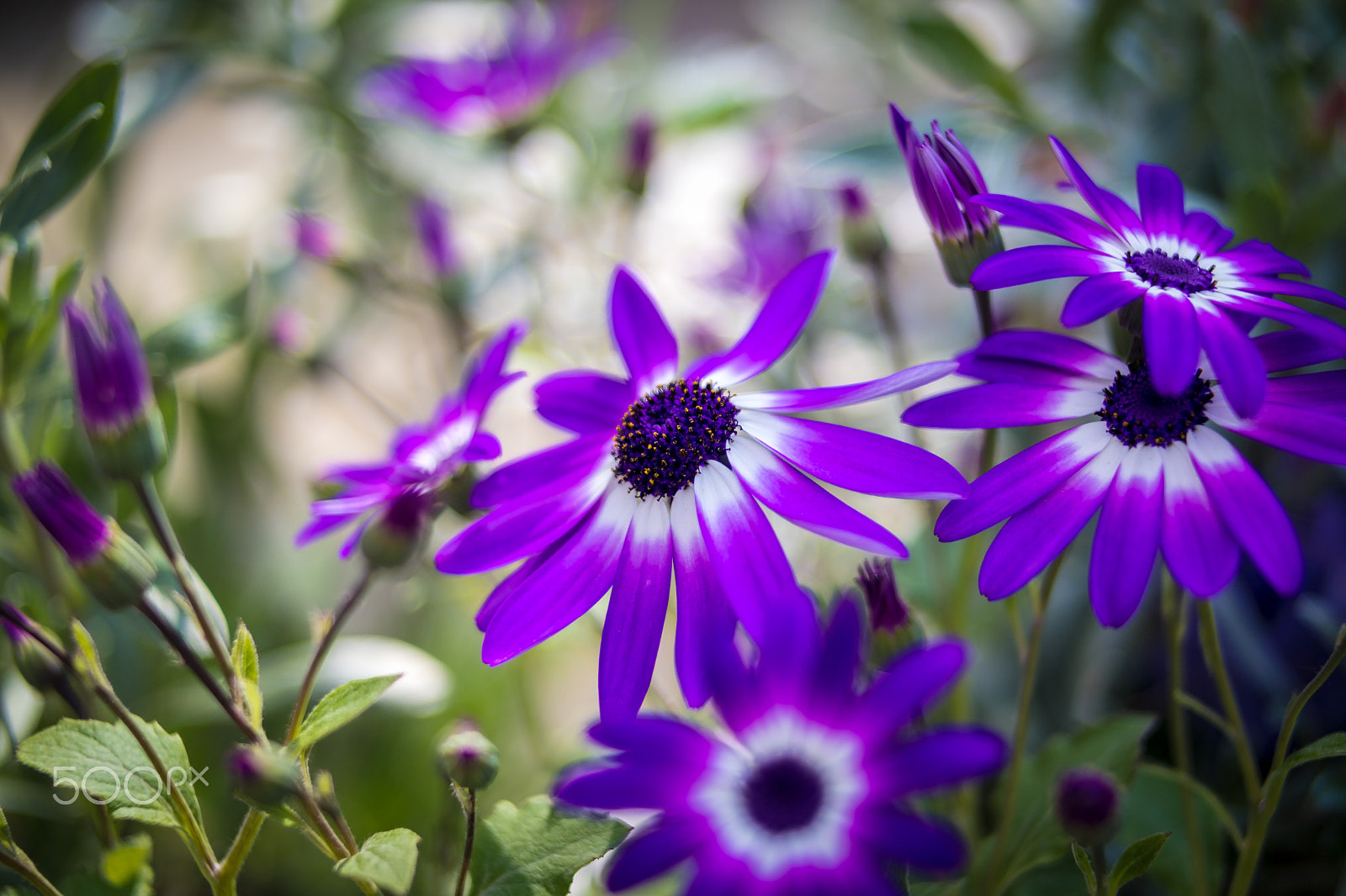 Samsung NX30 + Samsung NX 45mm F1.8 sample photo. Untitled (of ) edit photography