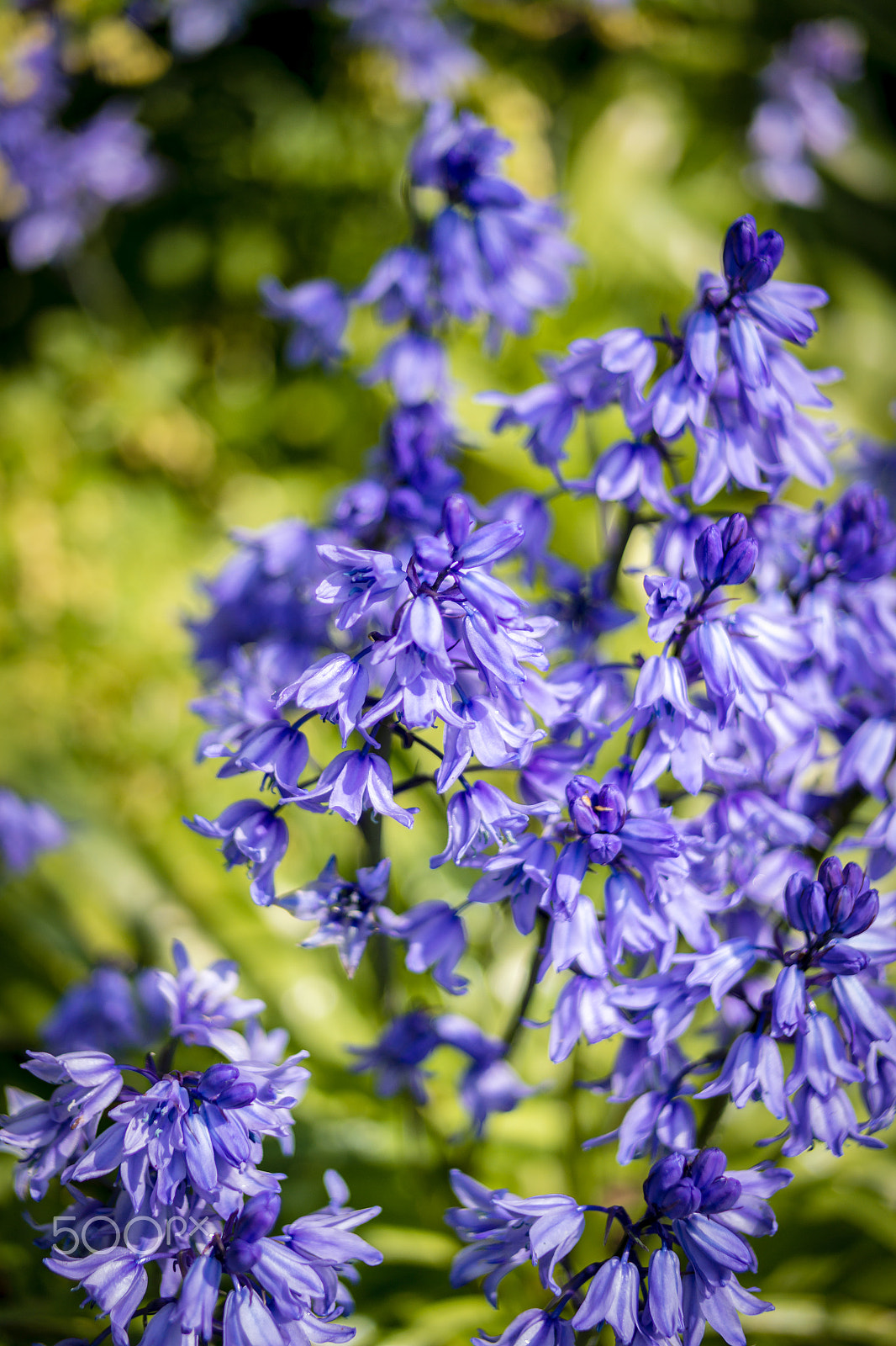 Samsung NX30 + Samsung NX 45mm F1.8 sample photo. Untitled (of ) edit photography