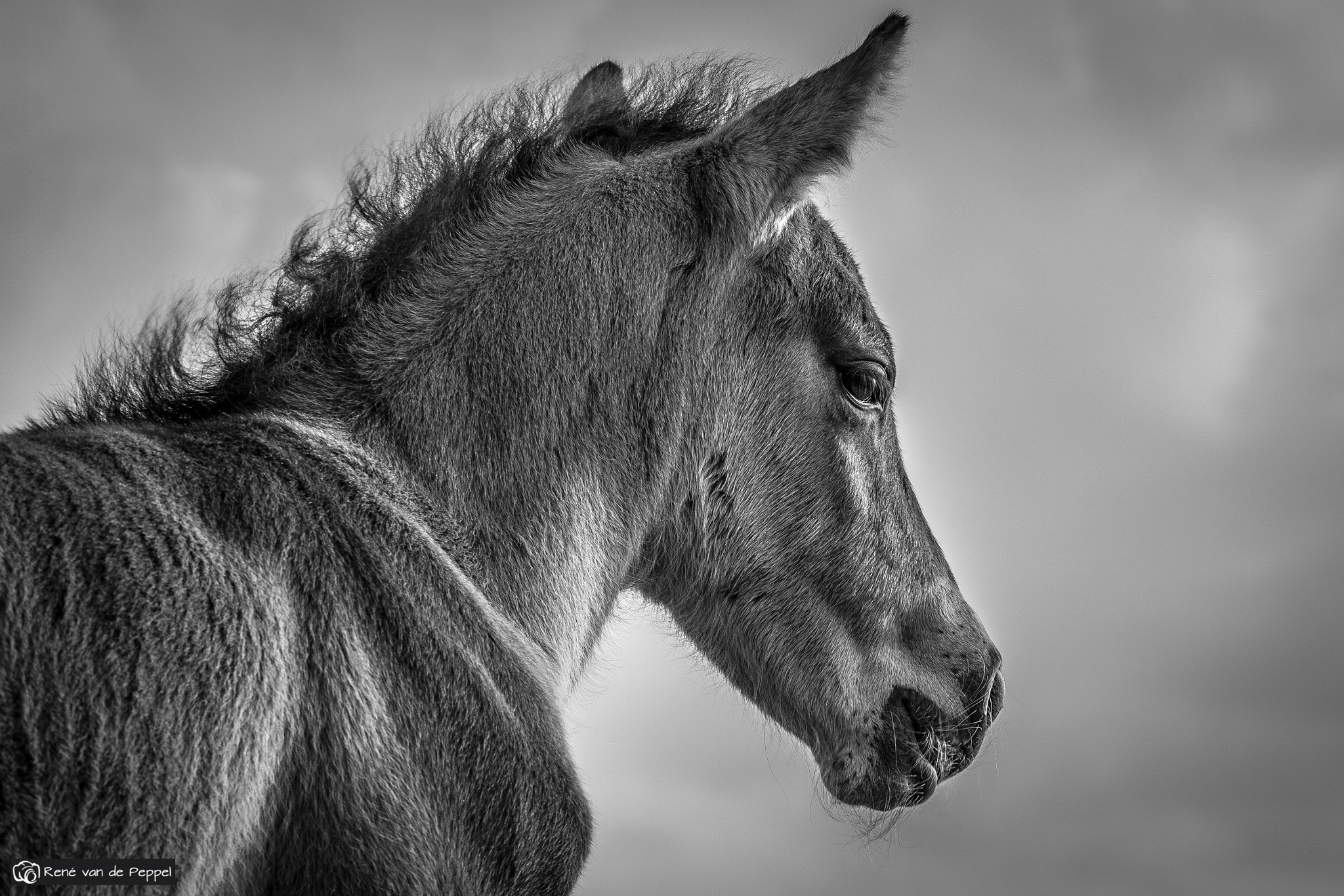 Samsung NX1 + Samsung NX 85mm F1.4 ED SSA sample photo. Wild horse photography