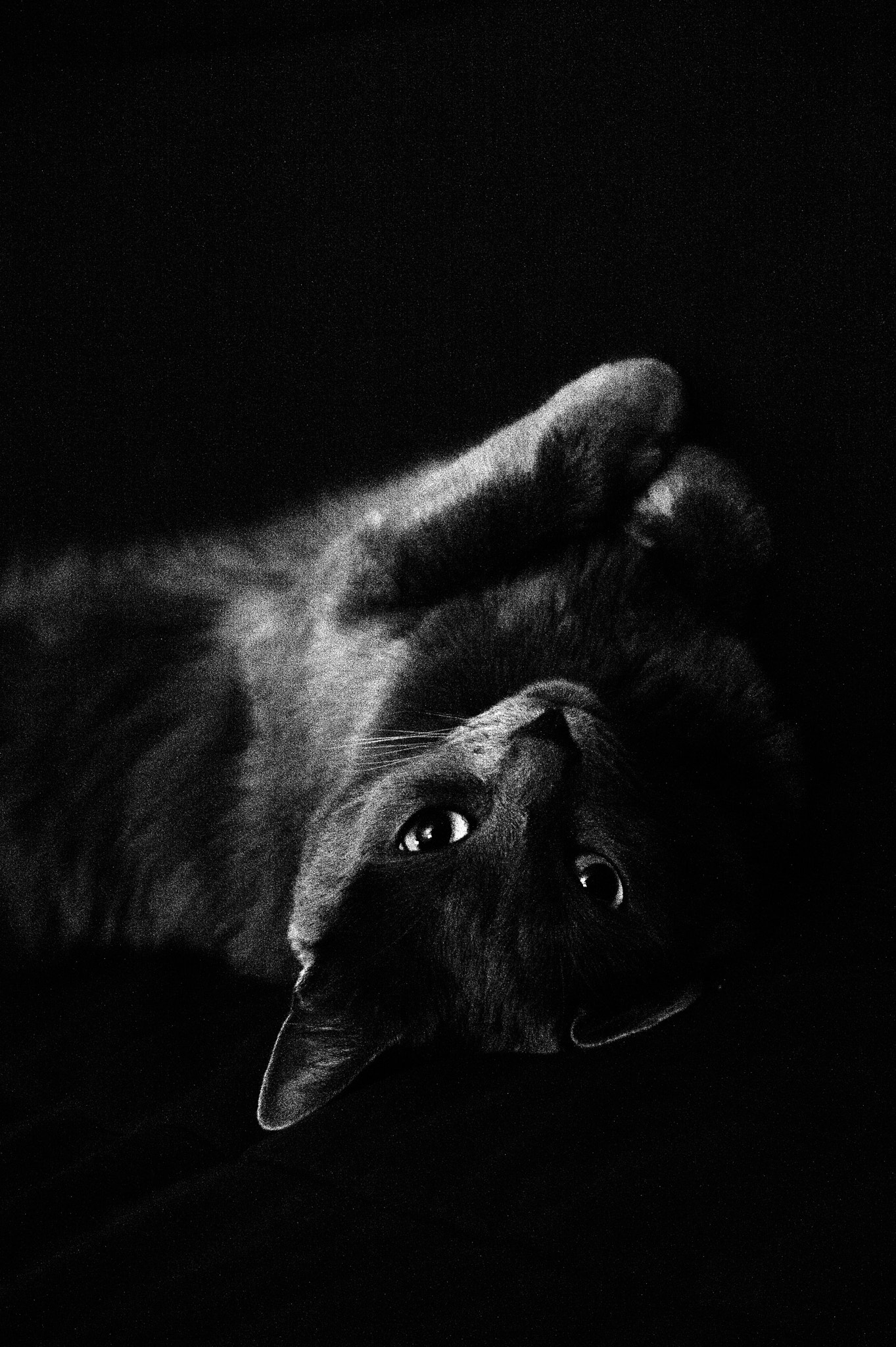 AF Zoom-Nikkor 24-120mm f/3.5-5.6D IF sample photo. Cat photography