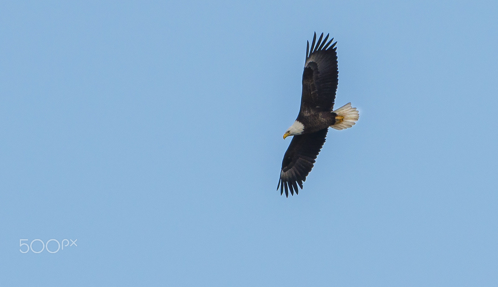 AF-S Nikkor 300mm f/2.8D IF-ED II sample photo. Bald eagle#2 photography