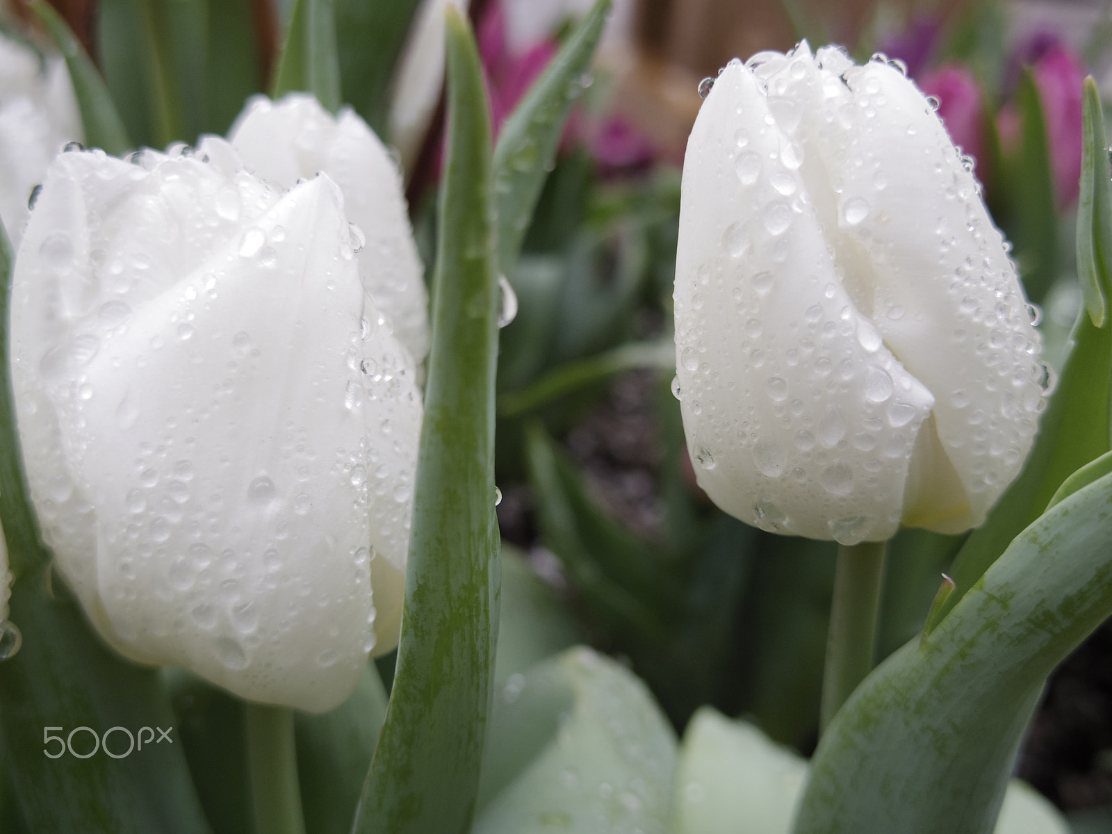 Pentax Q-S1 + Pentax 01 Standard Prime sample photo. Spring flowers photography