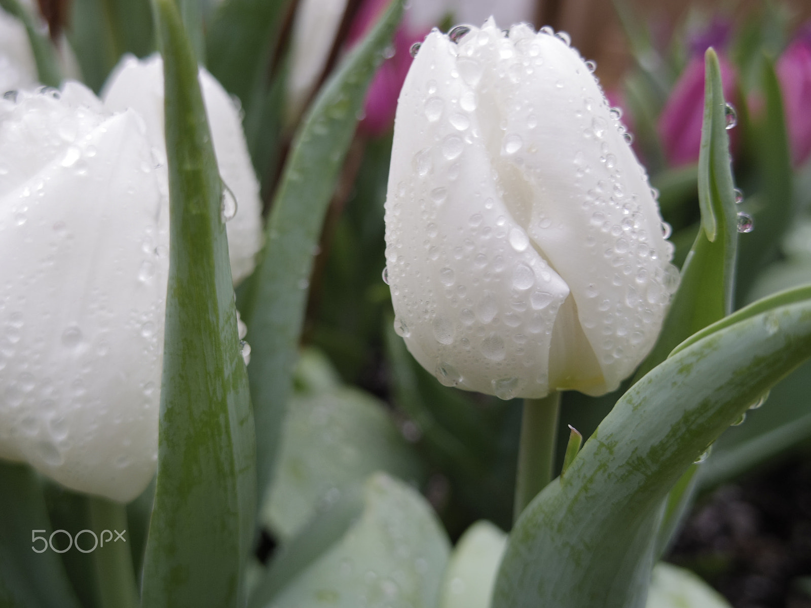 Pentax Q-S1 sample photo. Spring flowers photography