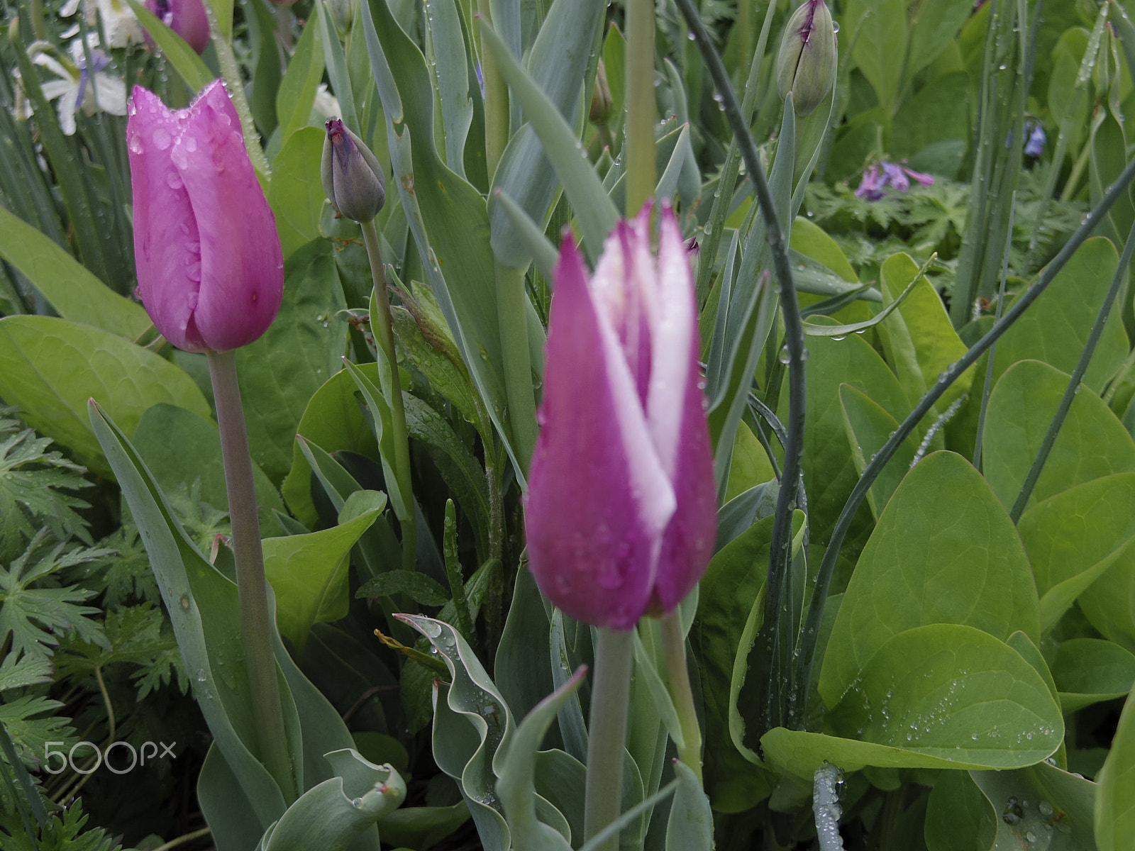 Pentax Q-S1 sample photo. Spring flowers photography