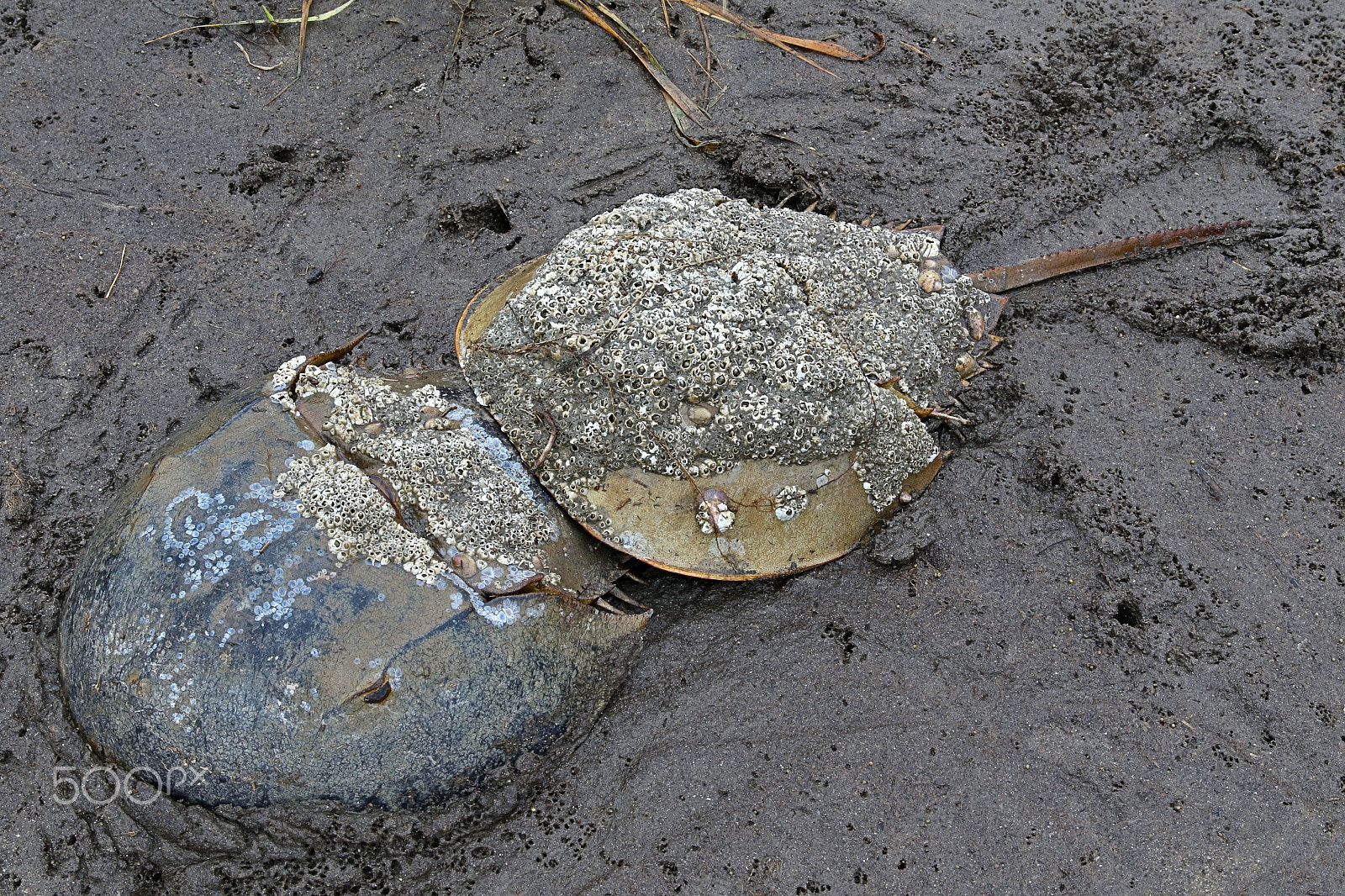 Canon EOS 7D Mark II + Canon EF 24-105mm F3.5-5.6 IS STM sample photo. Horseshoe crabs mating photography