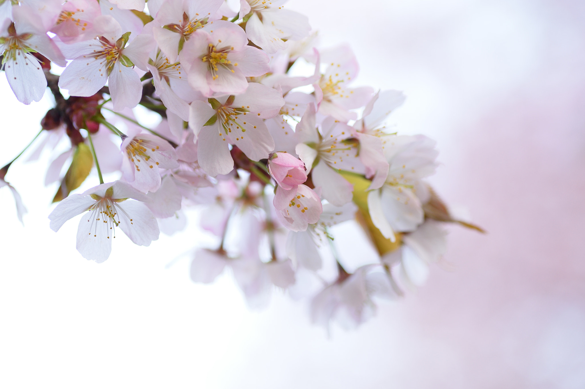 Nikon Df sample photo. Sakura photography