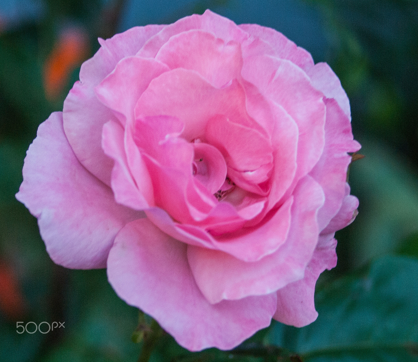 Olympus Zuiko Digital ED 70-300mm F4.0-5.6 sample photo. Tissue paper bloom photography