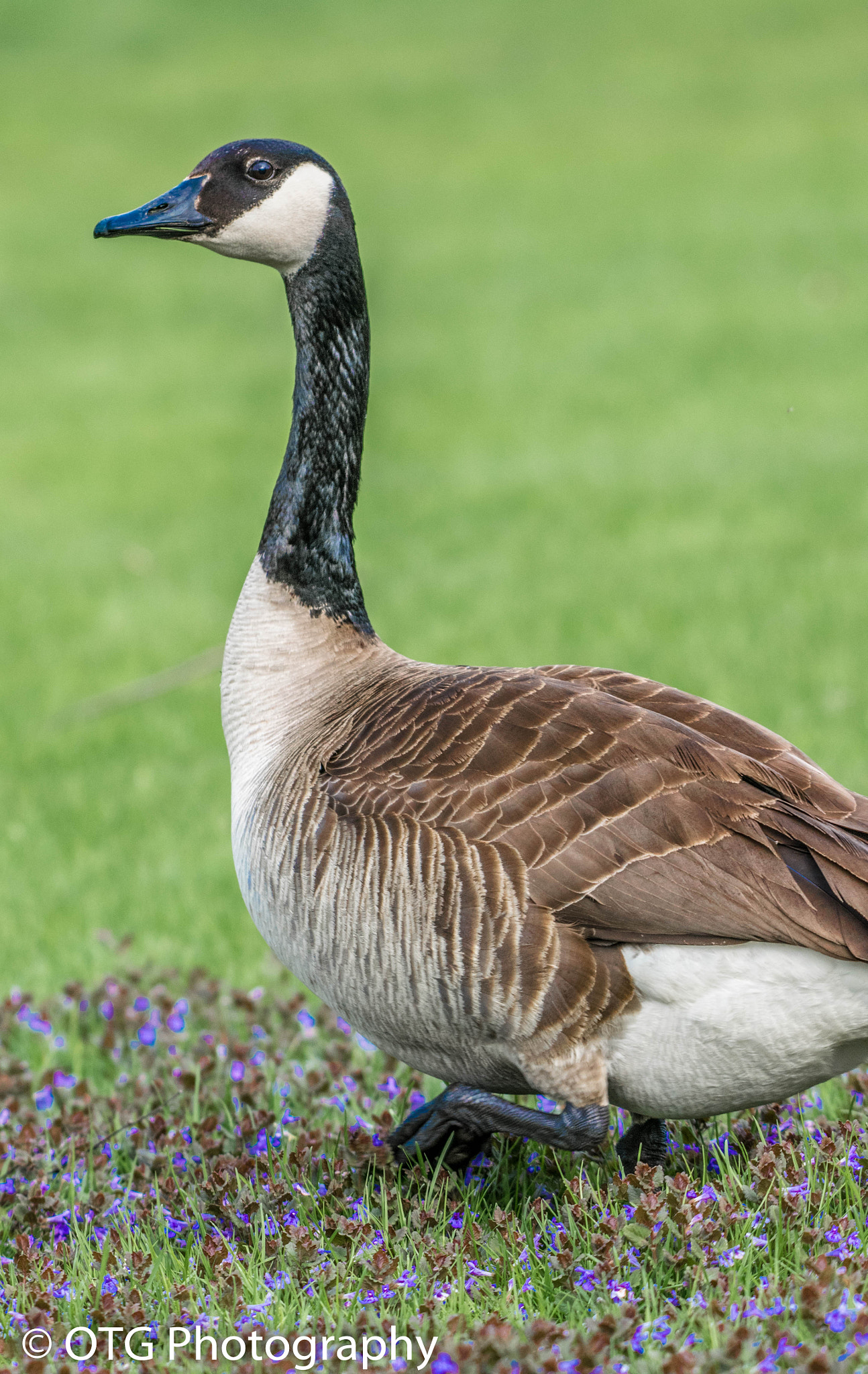 Nikon AF-S Nikkor 200-500mm F5.6E ED VR sample photo. Canada in the spring bloom photography