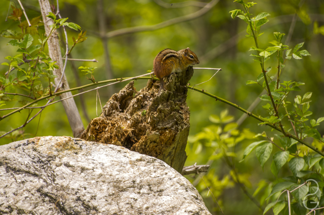 Pentax K-x + Sigma sample photo. Perched chipmunk photography