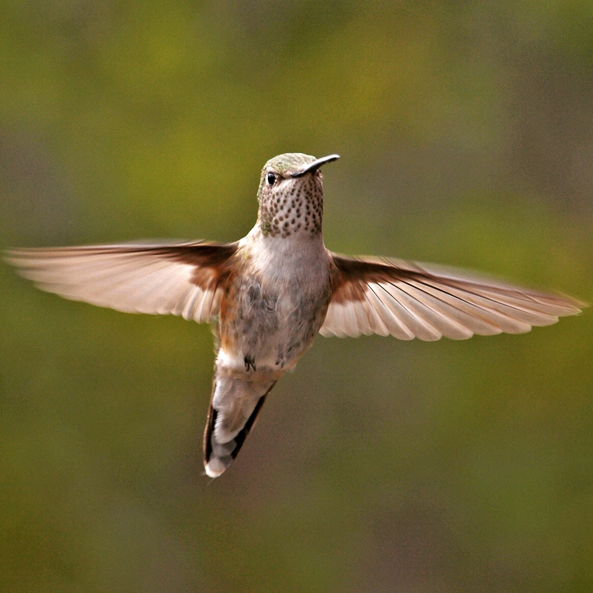 Olympus E-420 (EVOLT E-420) sample photo. Hummingbird in black hawk, colorado photography