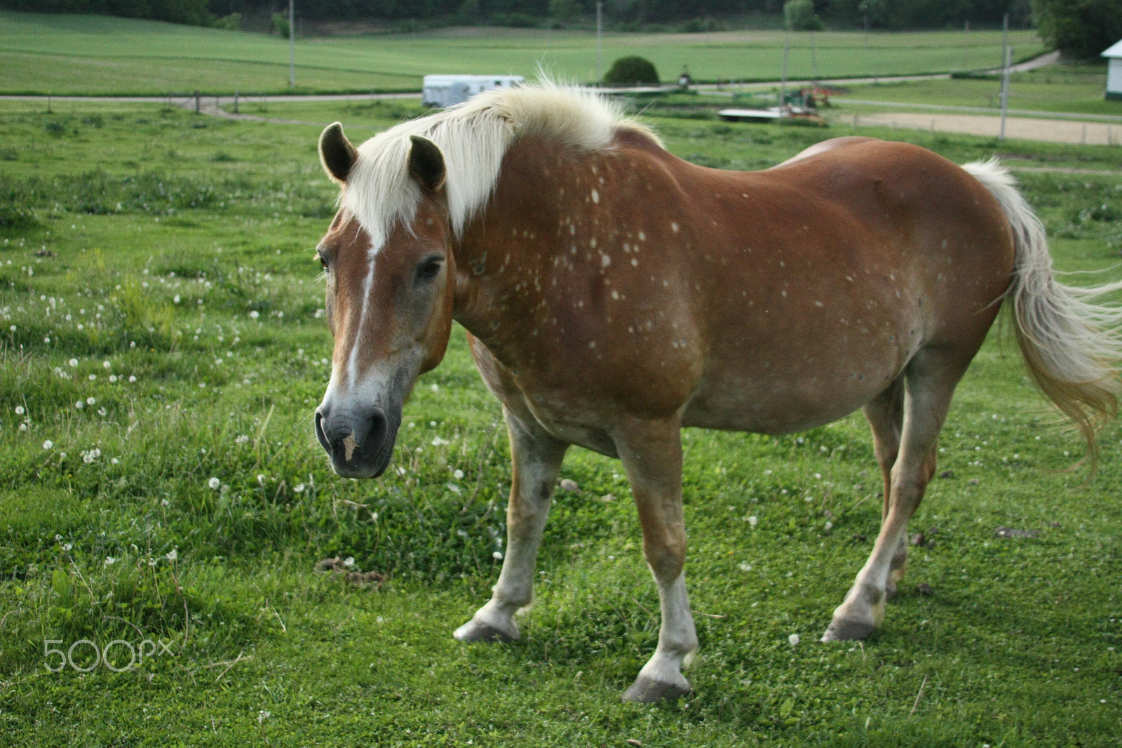 Canon EOS 450D (EOS Rebel XSi / EOS Kiss X2) sample photo. Spotted horse photography