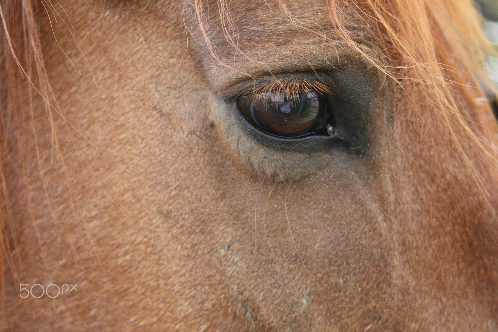 Canon EOS 450D (EOS Rebel XSi / EOS Kiss X2) sample photo. Brown horse photography