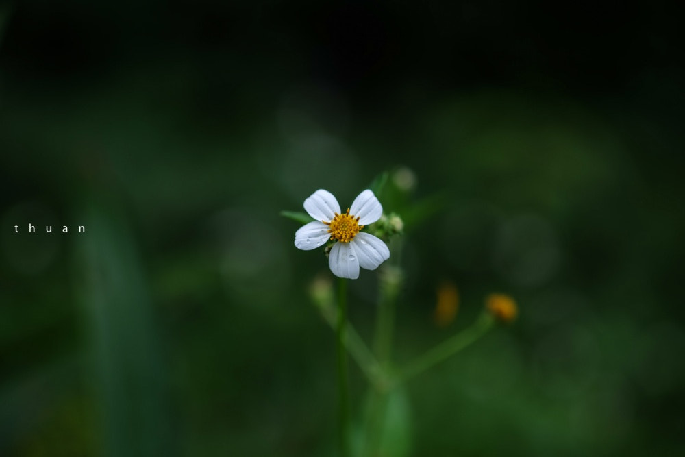 Fujifilm X-A2 + Fujifilm XF 60mm F2.4 R Macro sample photo. New morning photography