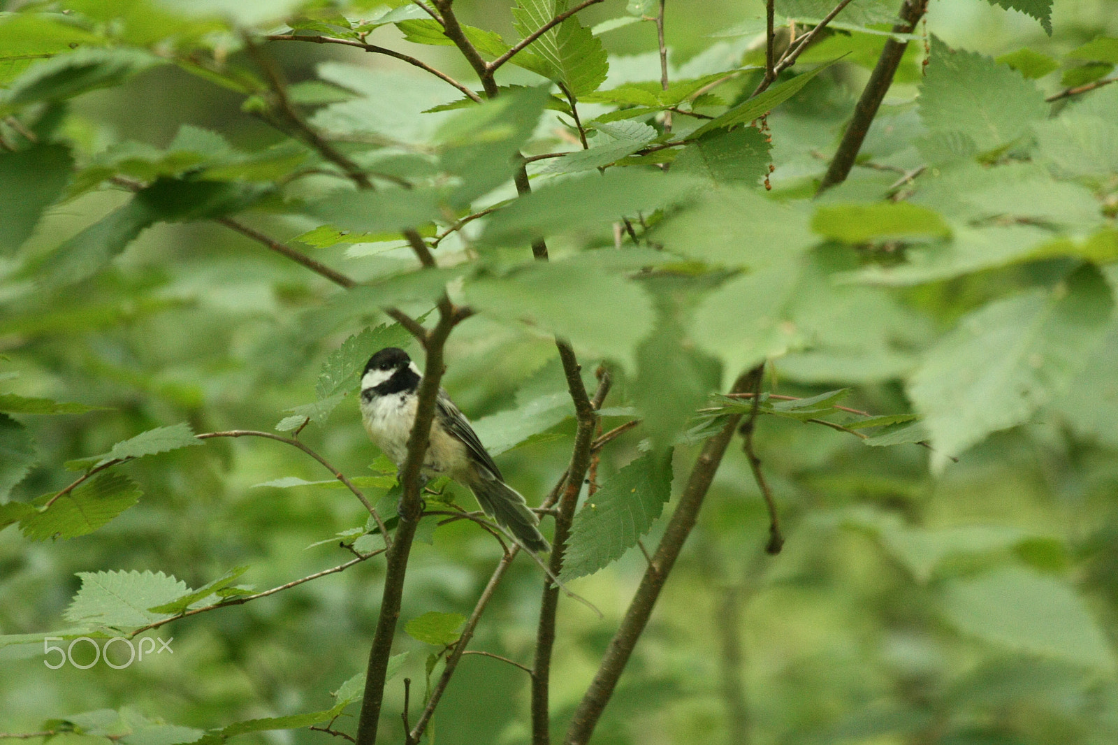 Canon EOS 450D (EOS Rebel XSi / EOS Kiss X2) sample photo. Chickadee photography