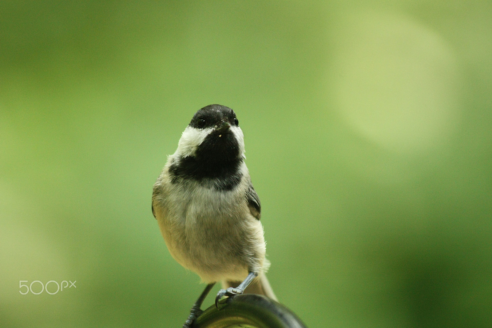 Canon EOS 450D (EOS Rebel XSi / EOS Kiss X2) sample photo. Chickadee close up photography