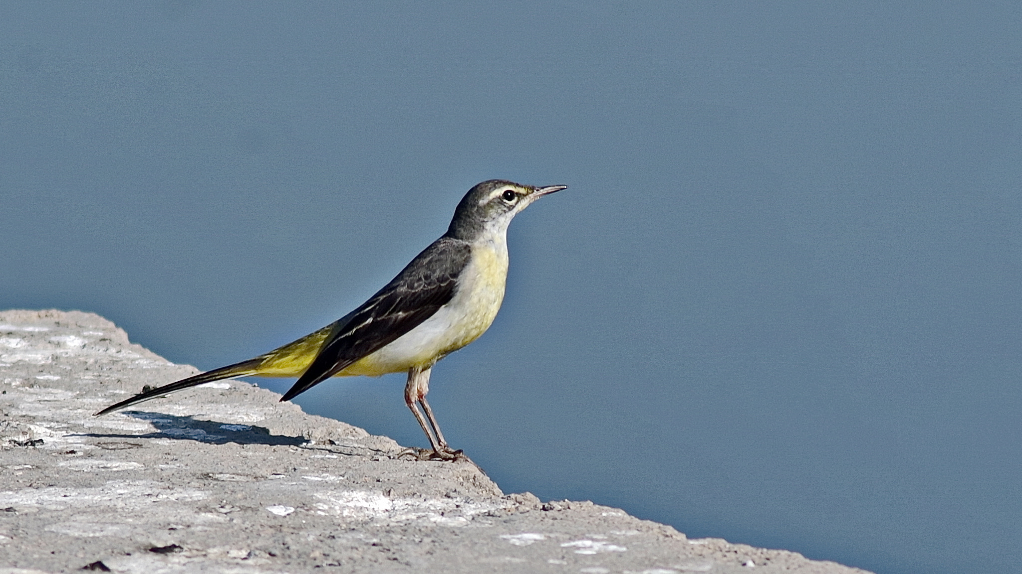 Tamron AF 70-300mm F4-5.6 Di LD Macro sample photo. The grey wagtail (motacilla cinerea) photography