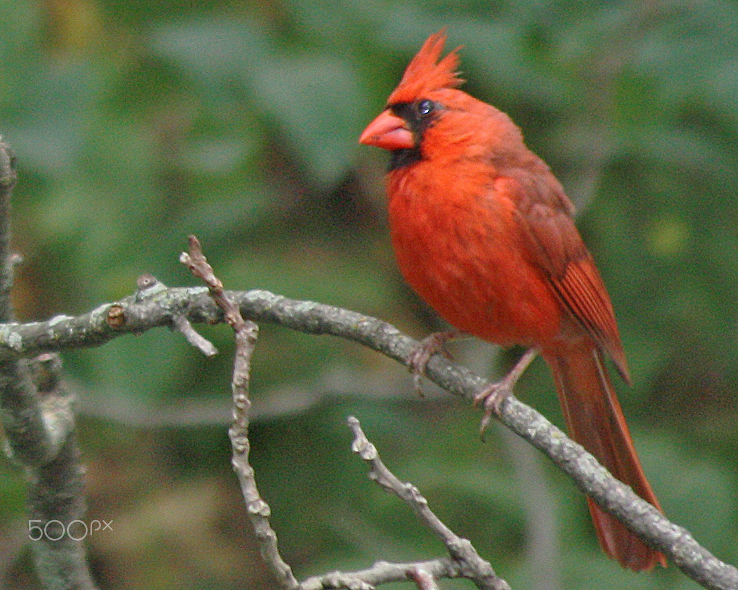 Canon EOS 450D (EOS Rebel XSi / EOS Kiss X2) sample photo. Close up cardinal photography