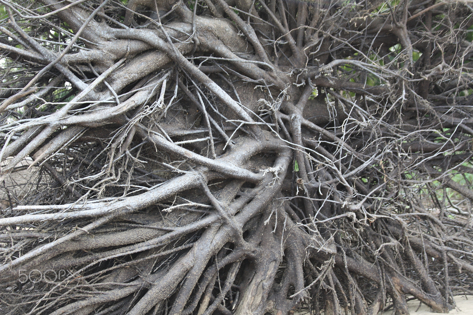 Canon EOS 450D (EOS Rebel XSi / EOS Kiss X2) sample photo. Tree roots photography