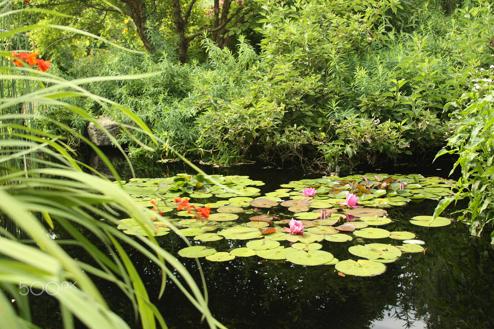 Canon EOS 450D (EOS Rebel XSi / EOS Kiss X2) sample photo. Lily pads photography