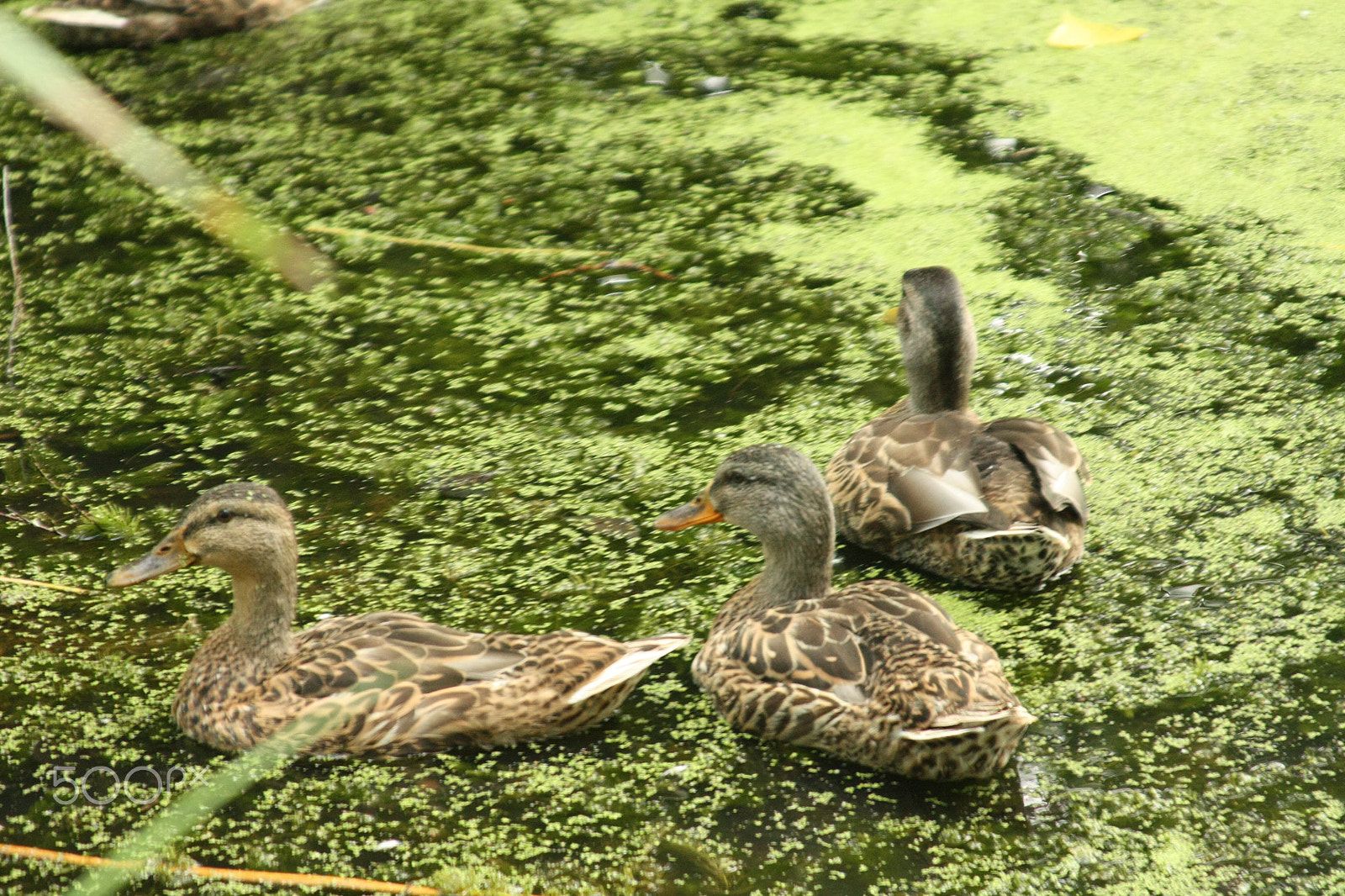 Canon EOS 450D (EOS Rebel XSi / EOS Kiss X2) sample photo. Ducks photography