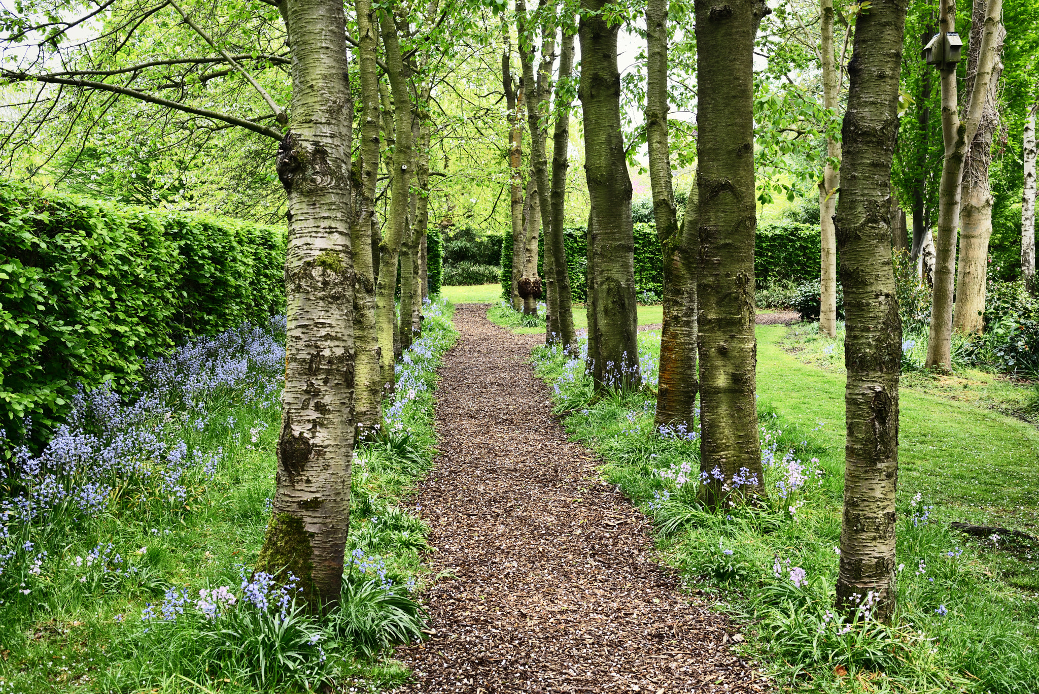 Nikon D800 + AF-S Nikkor 35mm f/1.8G sample photo. Bluebells in the woods walkden gardens photography