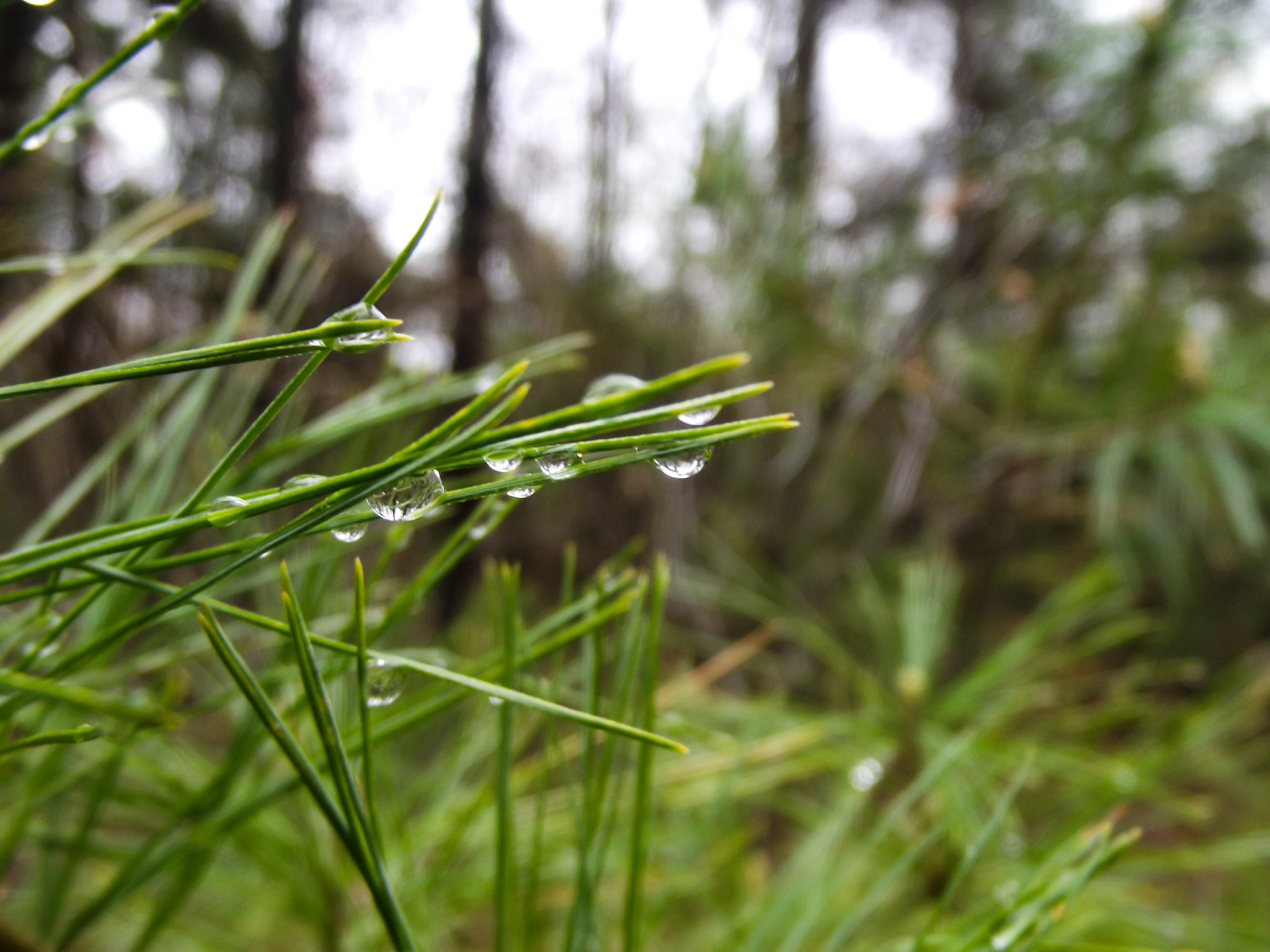Fujifilm FinePix S2970 sample photo. Water droplet on pine photography