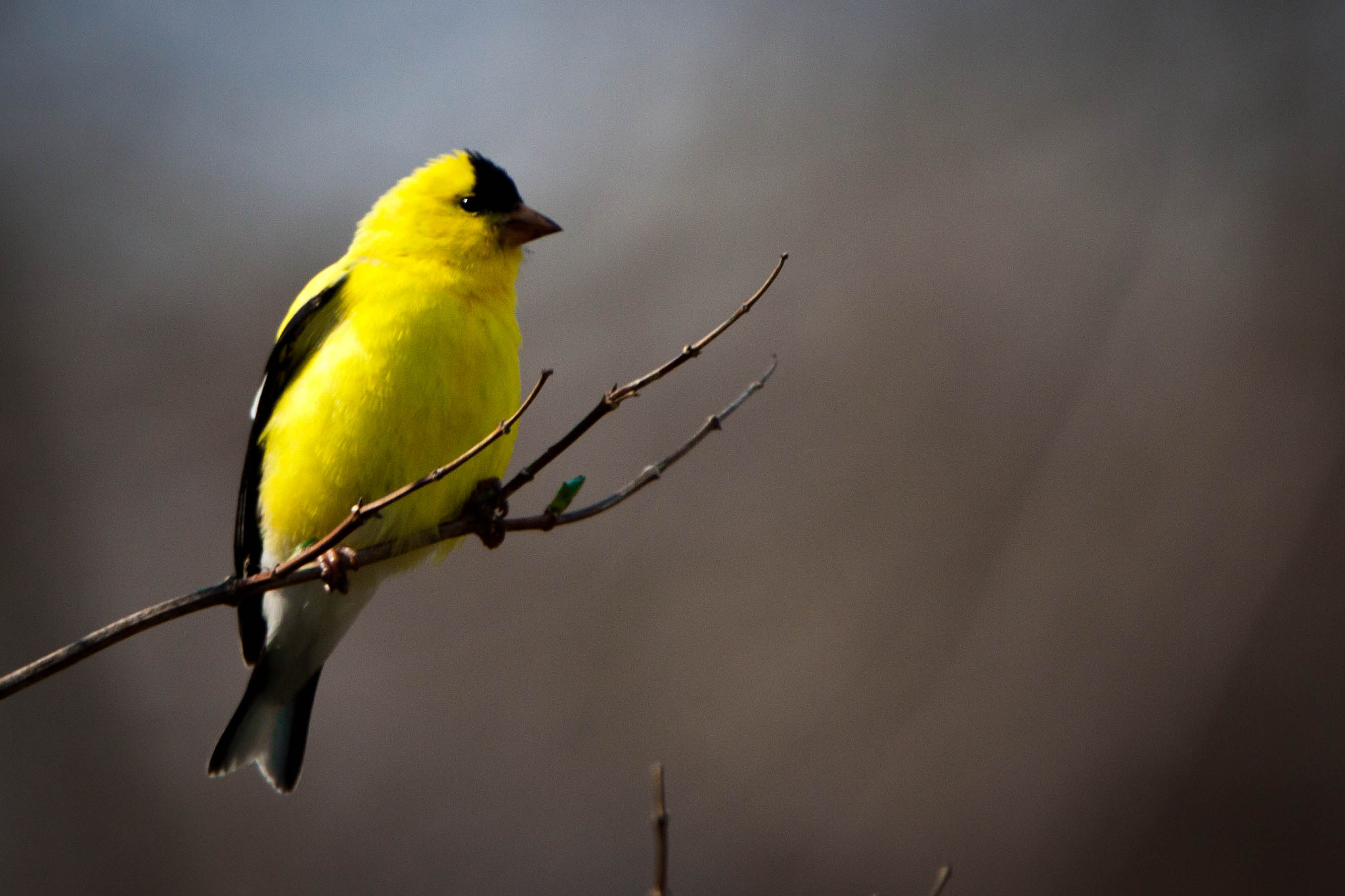 Tamron SP 150-600mm F5-6.3 Di VC USD sample photo. American goldfinch male photography